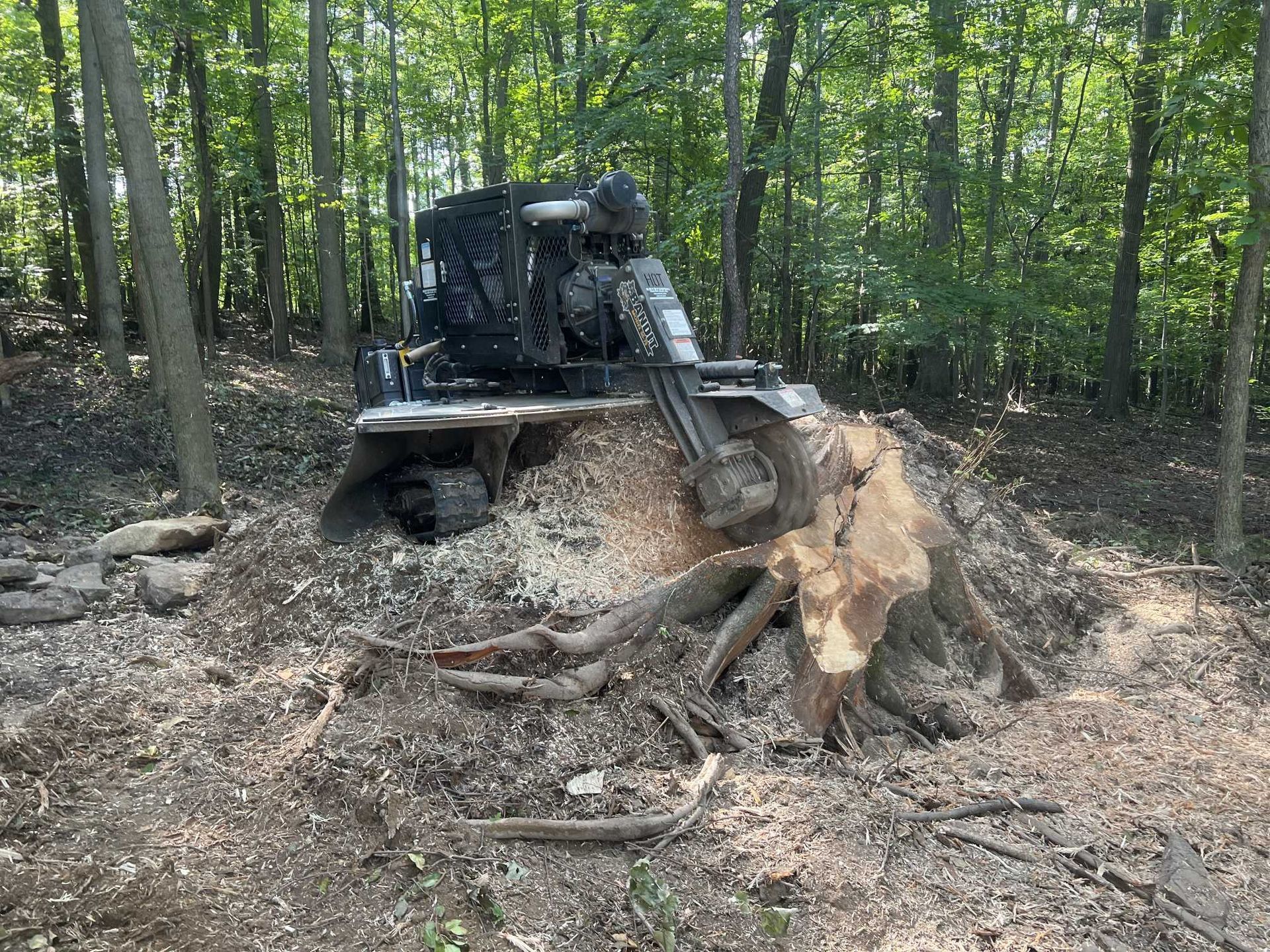 A tractor is cutting down a tree stump in the woods.
