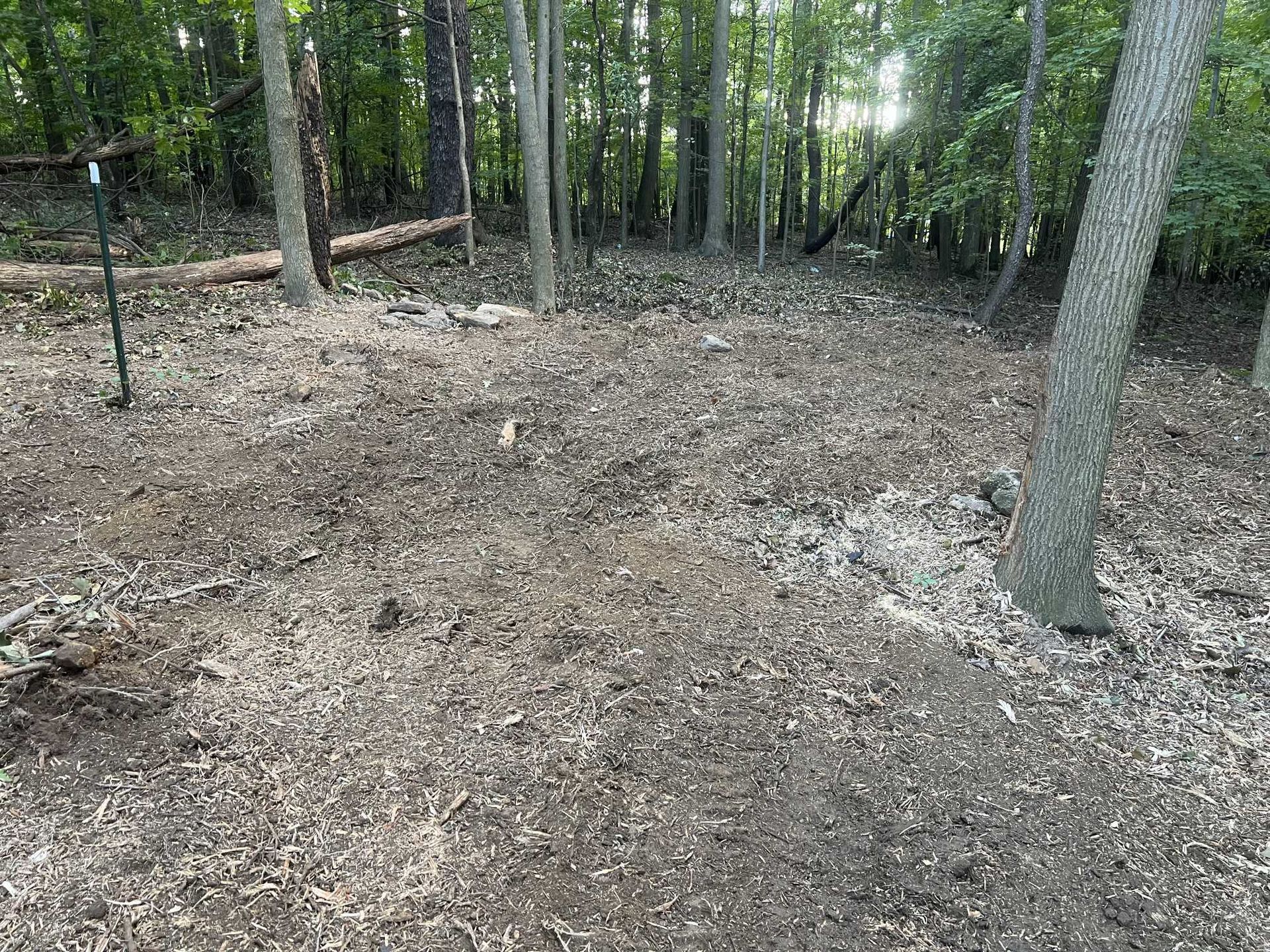 There is a lot of wood chips on the ground in the woods.