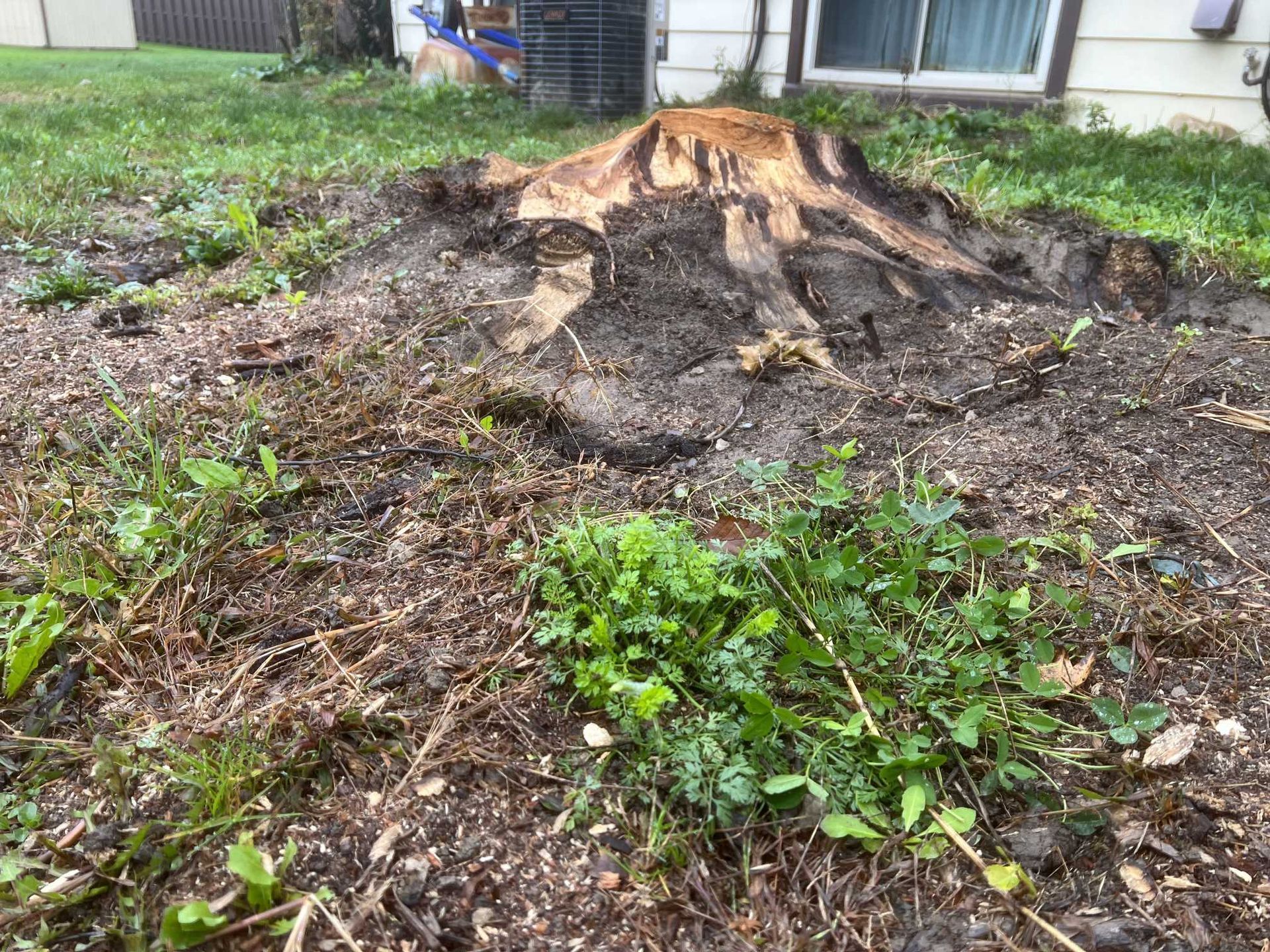 A tree stump is sitting in the middle of a yard next to a house.