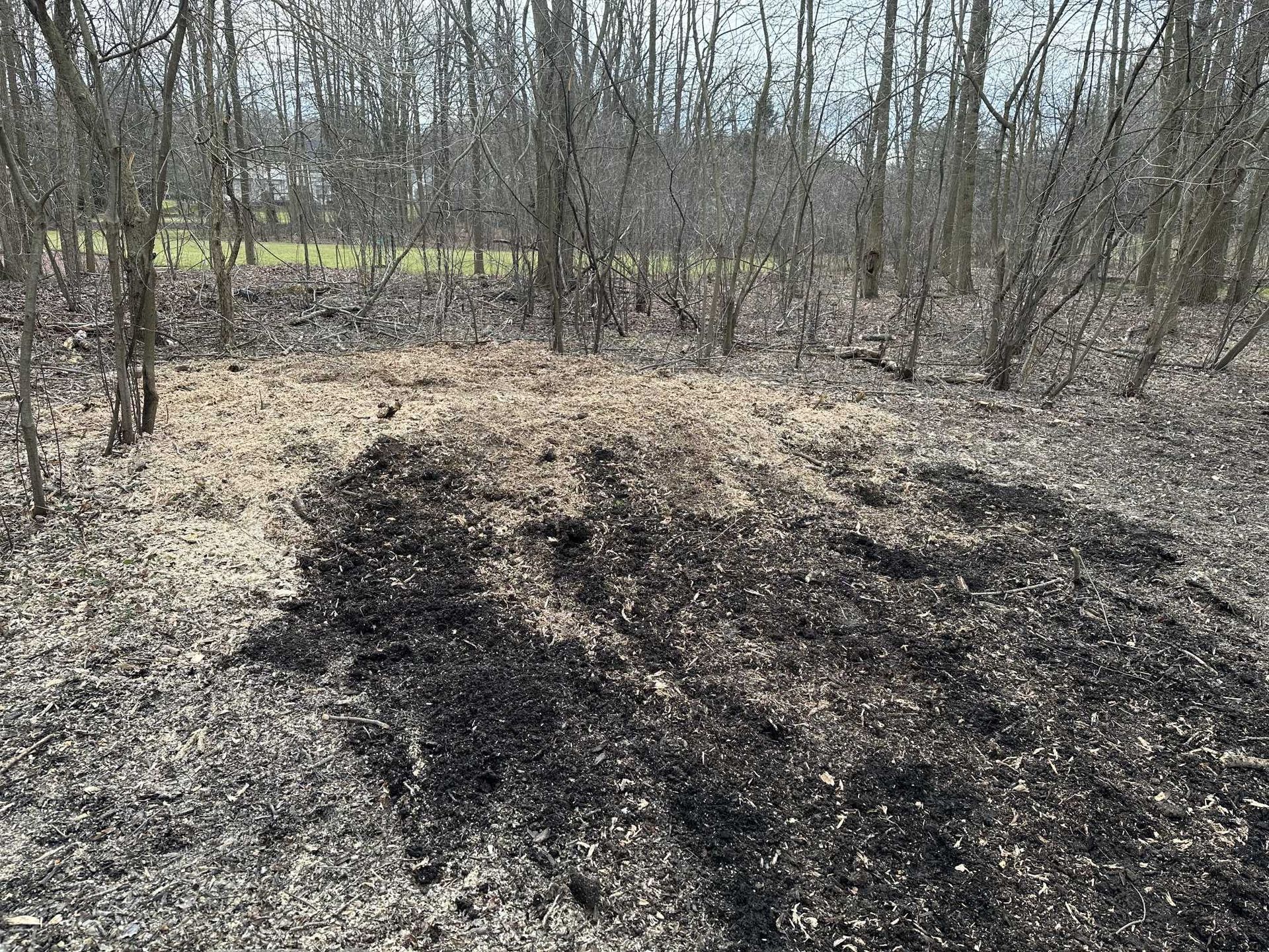A pile of dirt in the middle of a forest.