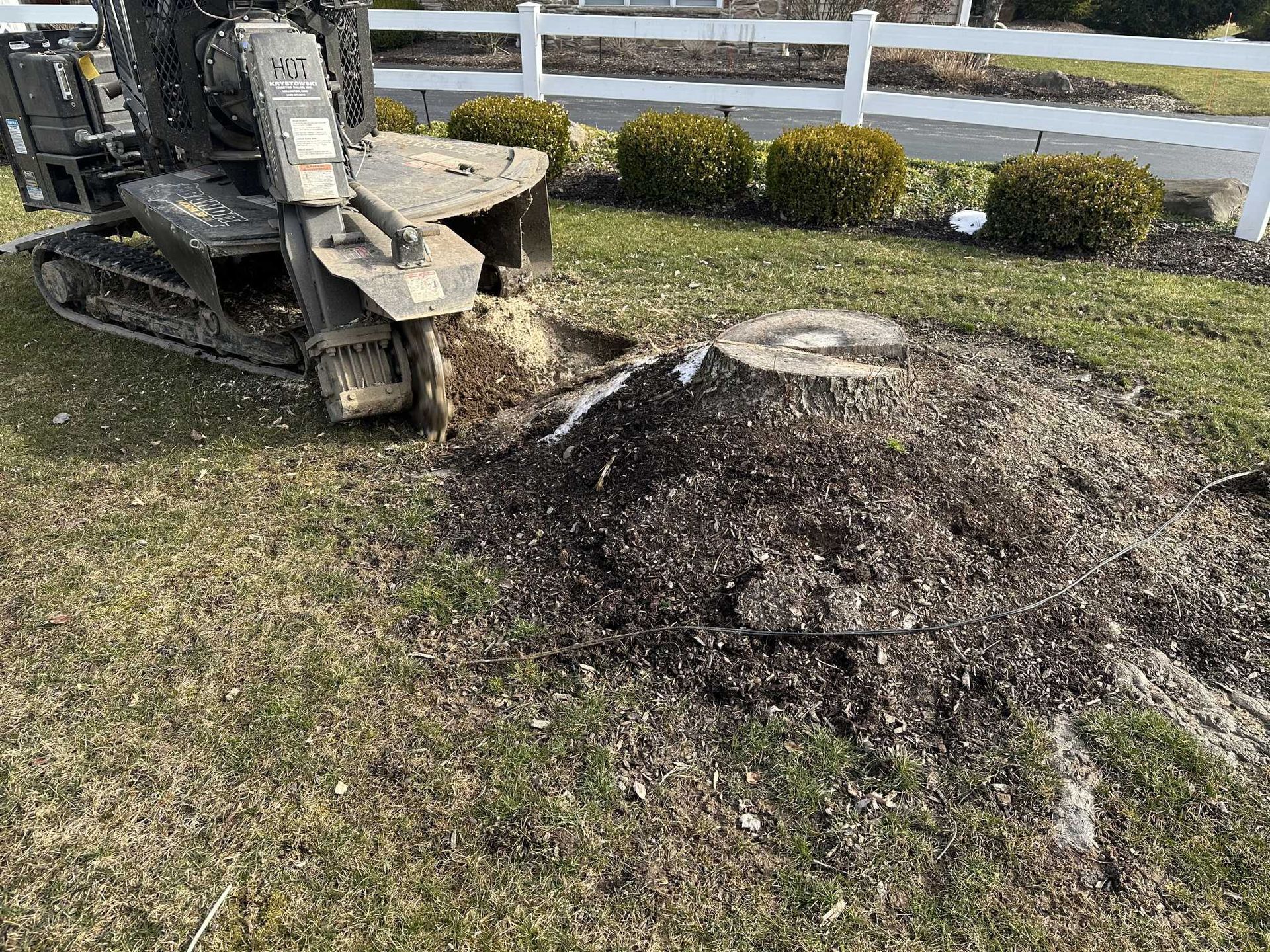 A stump grinder is cutting a tree stump in a yard.