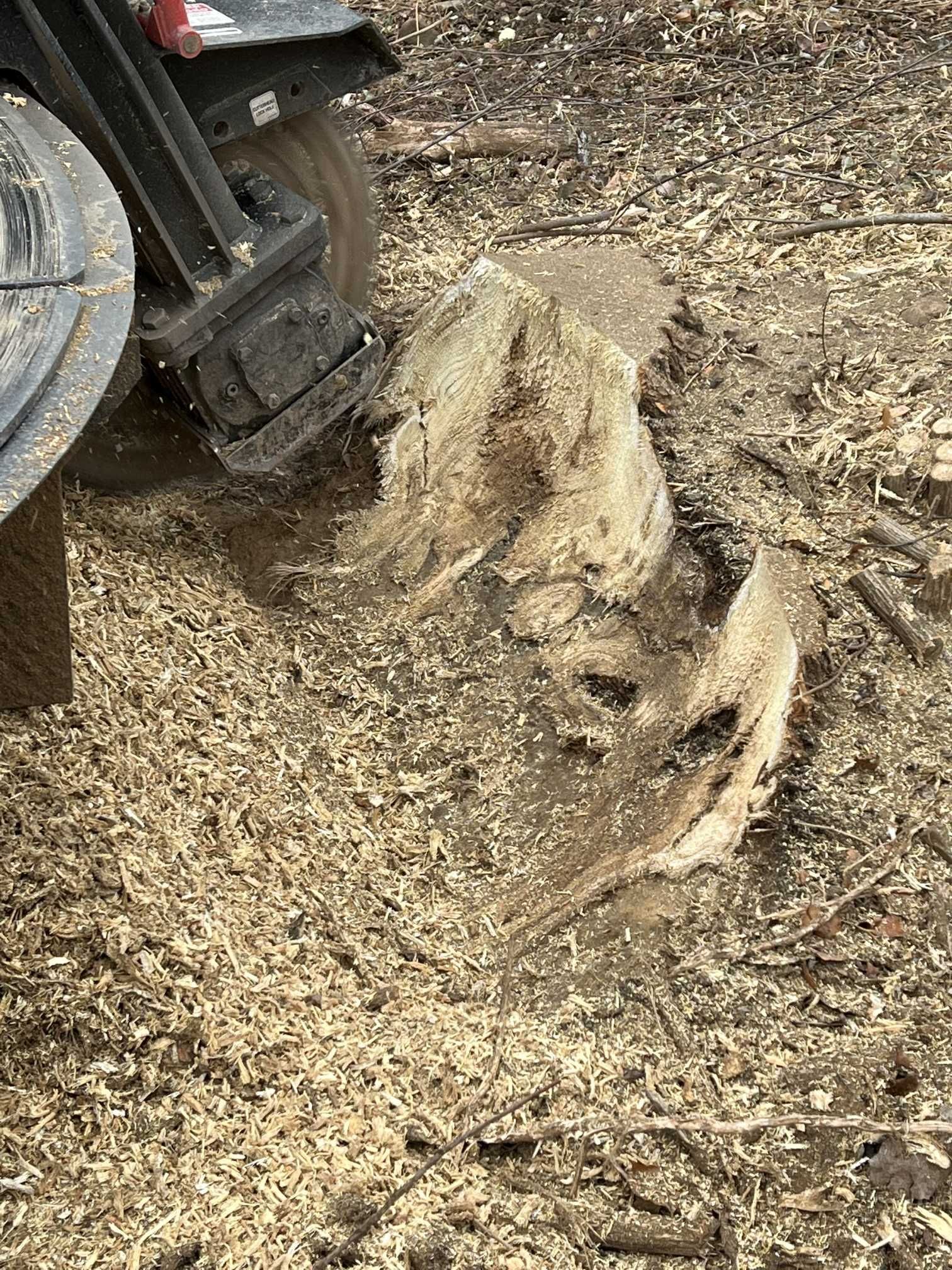 A stump grinder is cutting a tree stump in the ground.