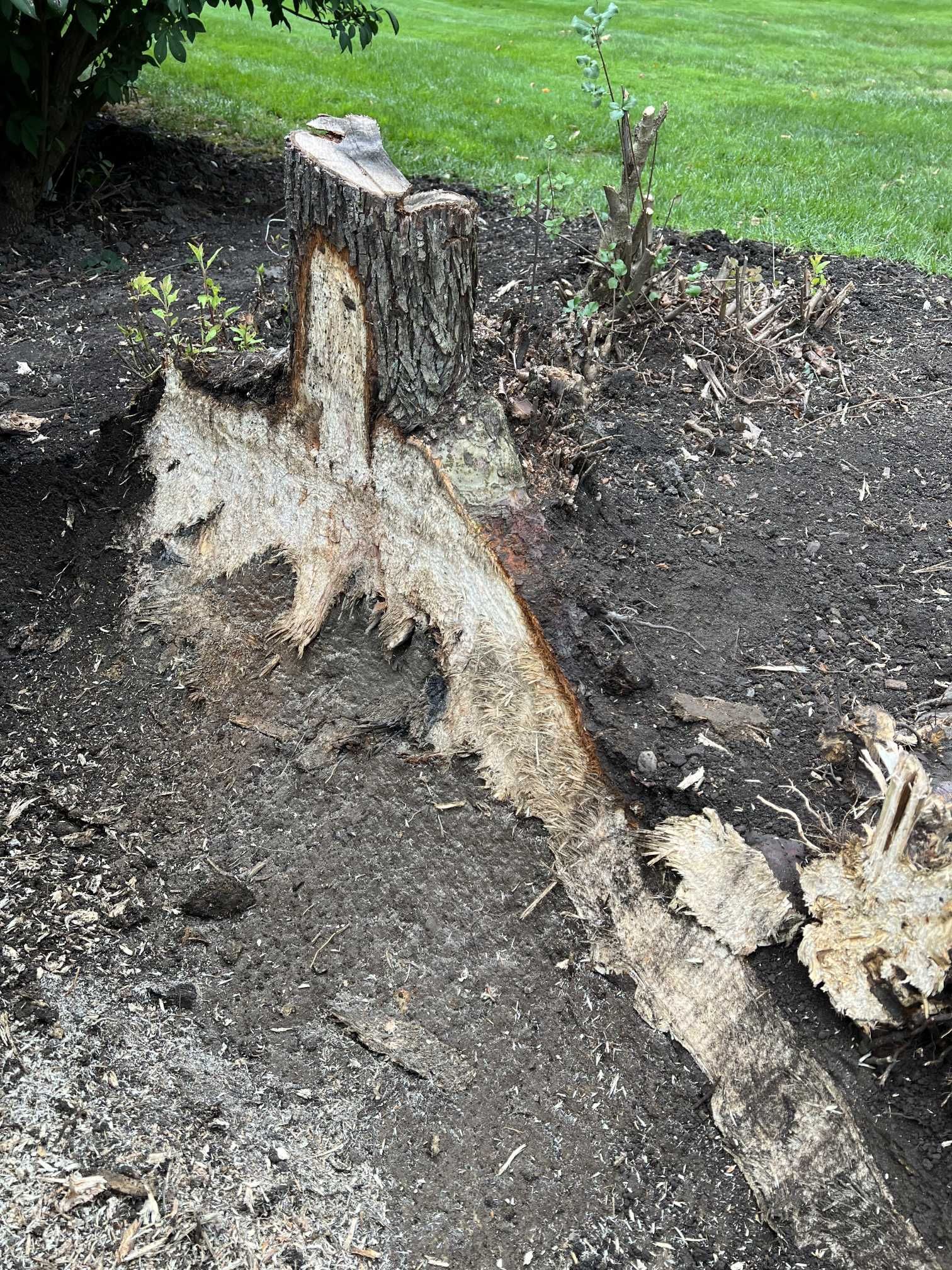 A tree stump is laying in the dirt next to a grassy field.