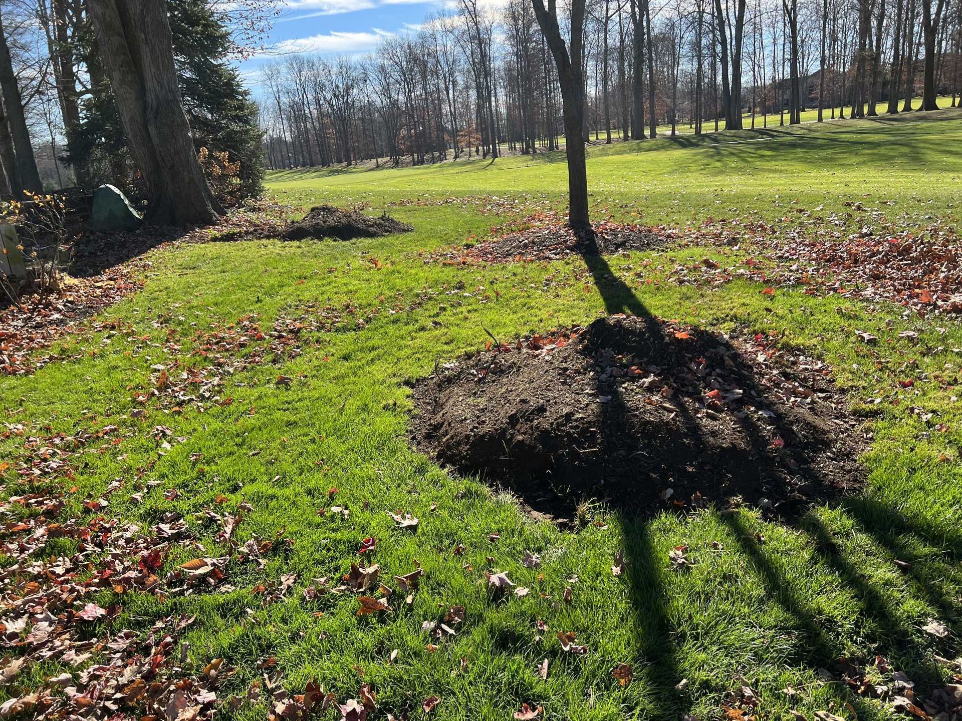 The shadow of a tree is cast on the grass in a park.