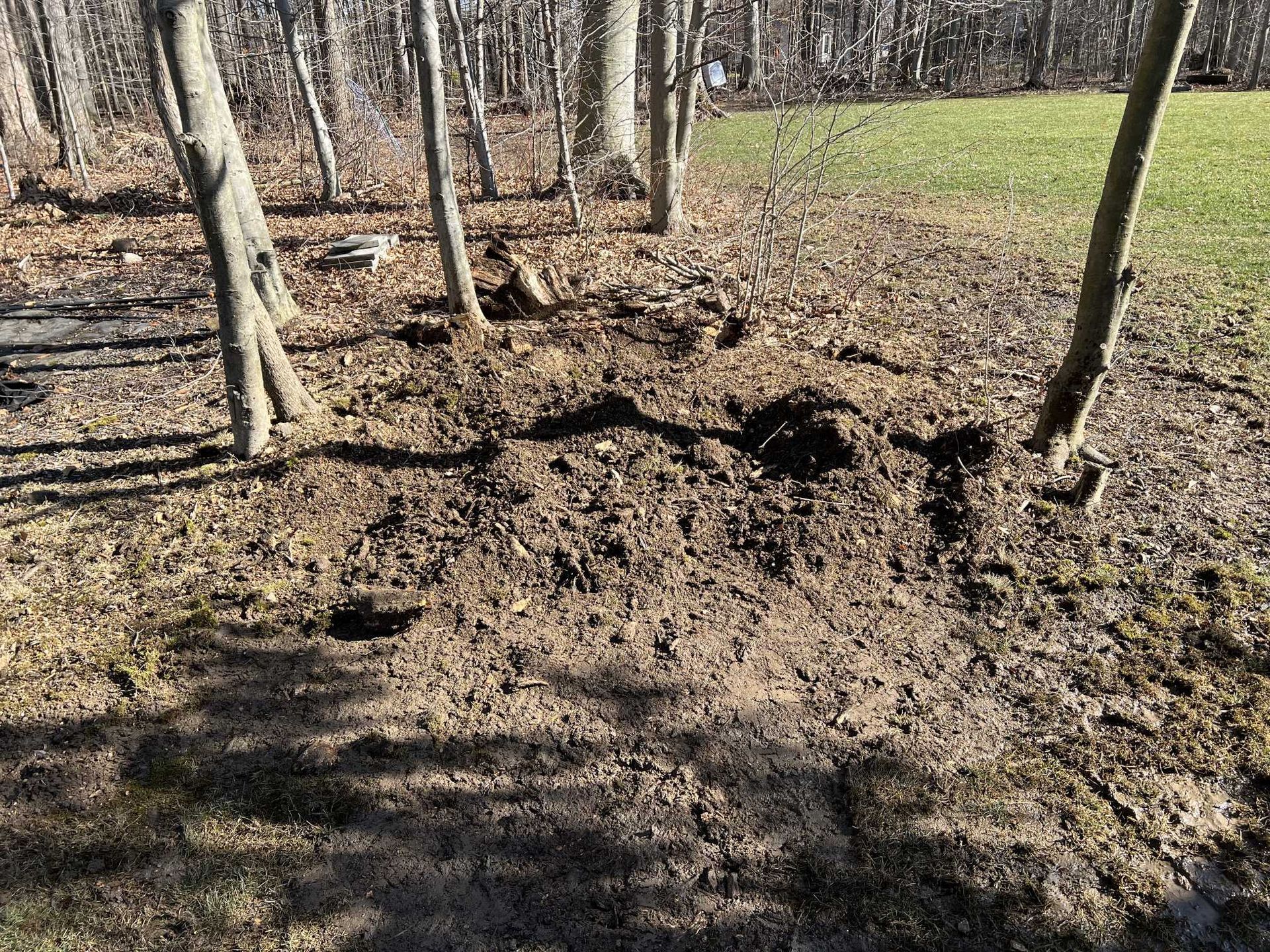 There is a lot of dirt in the middle of the woods.
