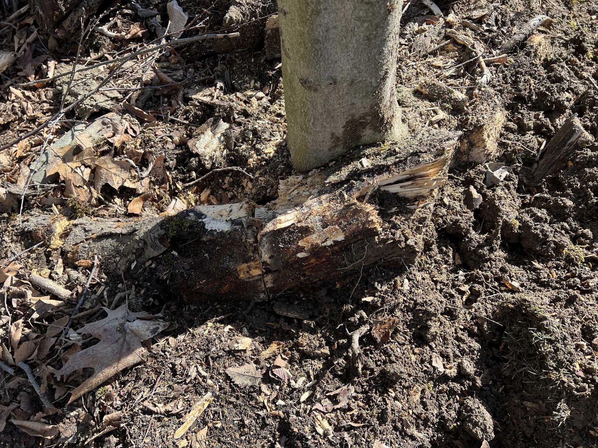 A close up of a tree trunk in the dirt.