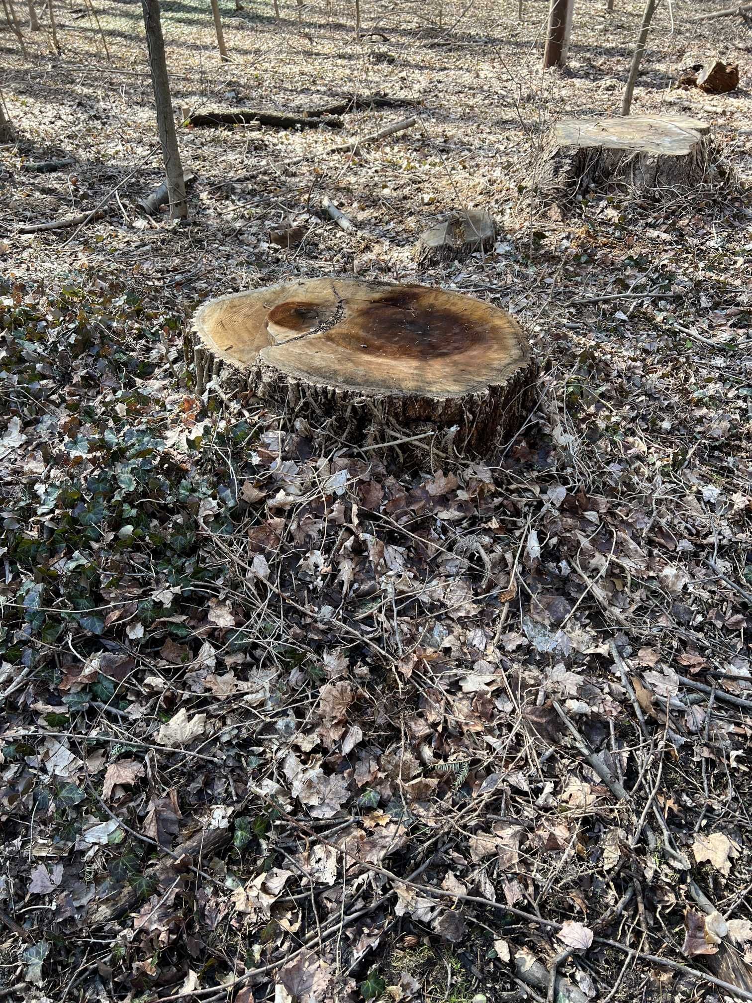 A tree stump is sitting in the middle of a forest.