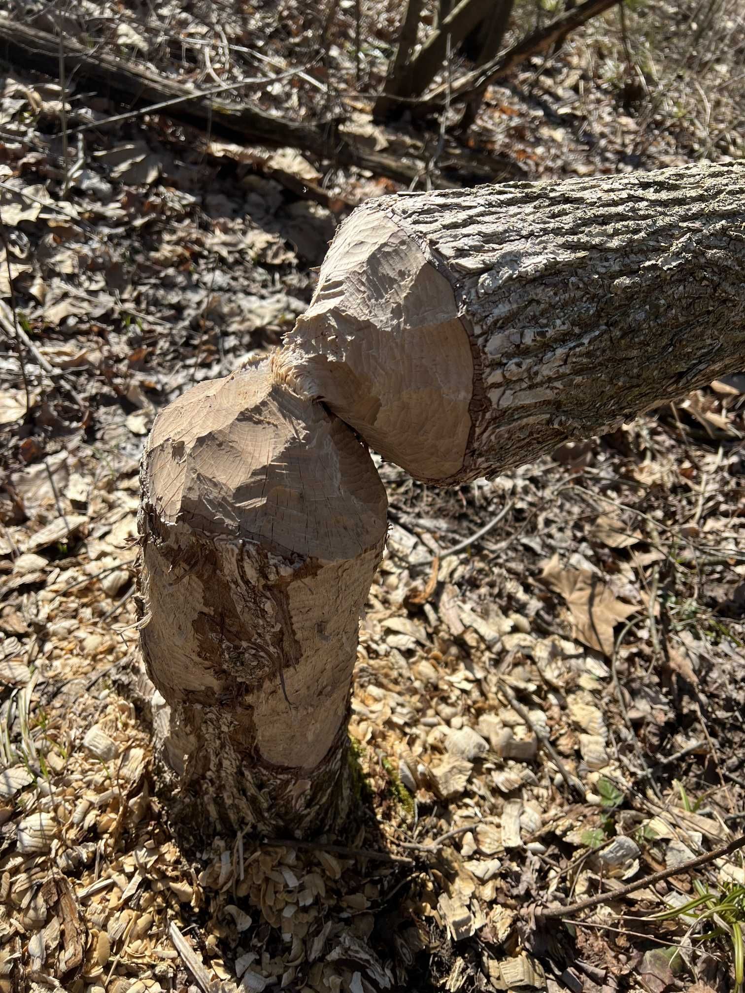 A log that has been eaten by a beaver in the woods.