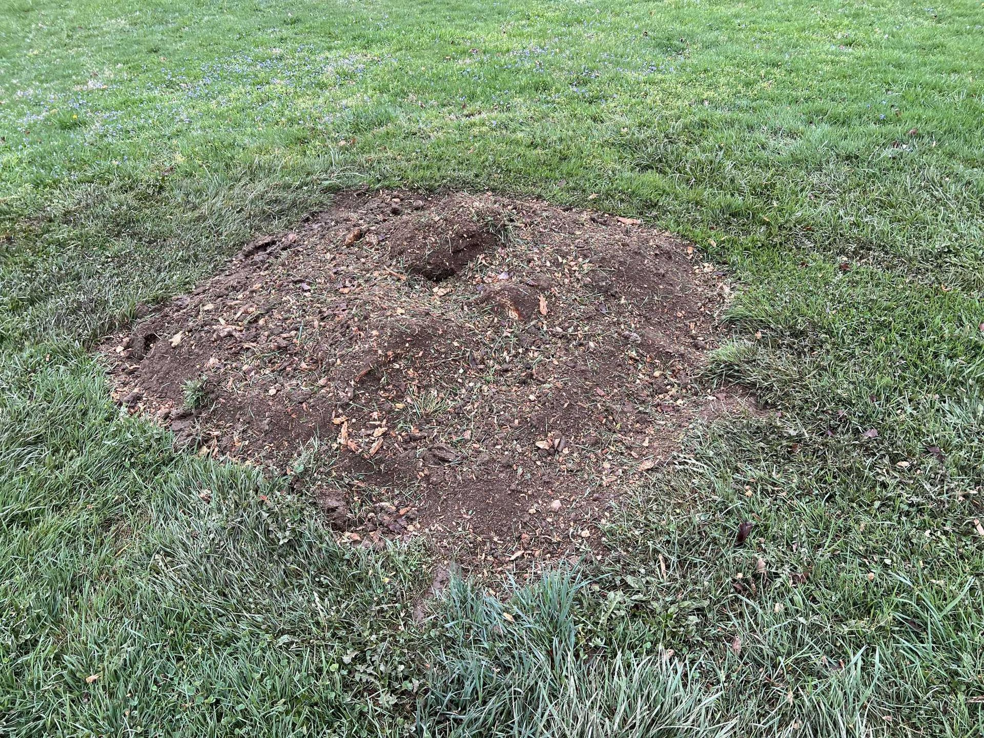 A large hole in the middle of a lush green field.