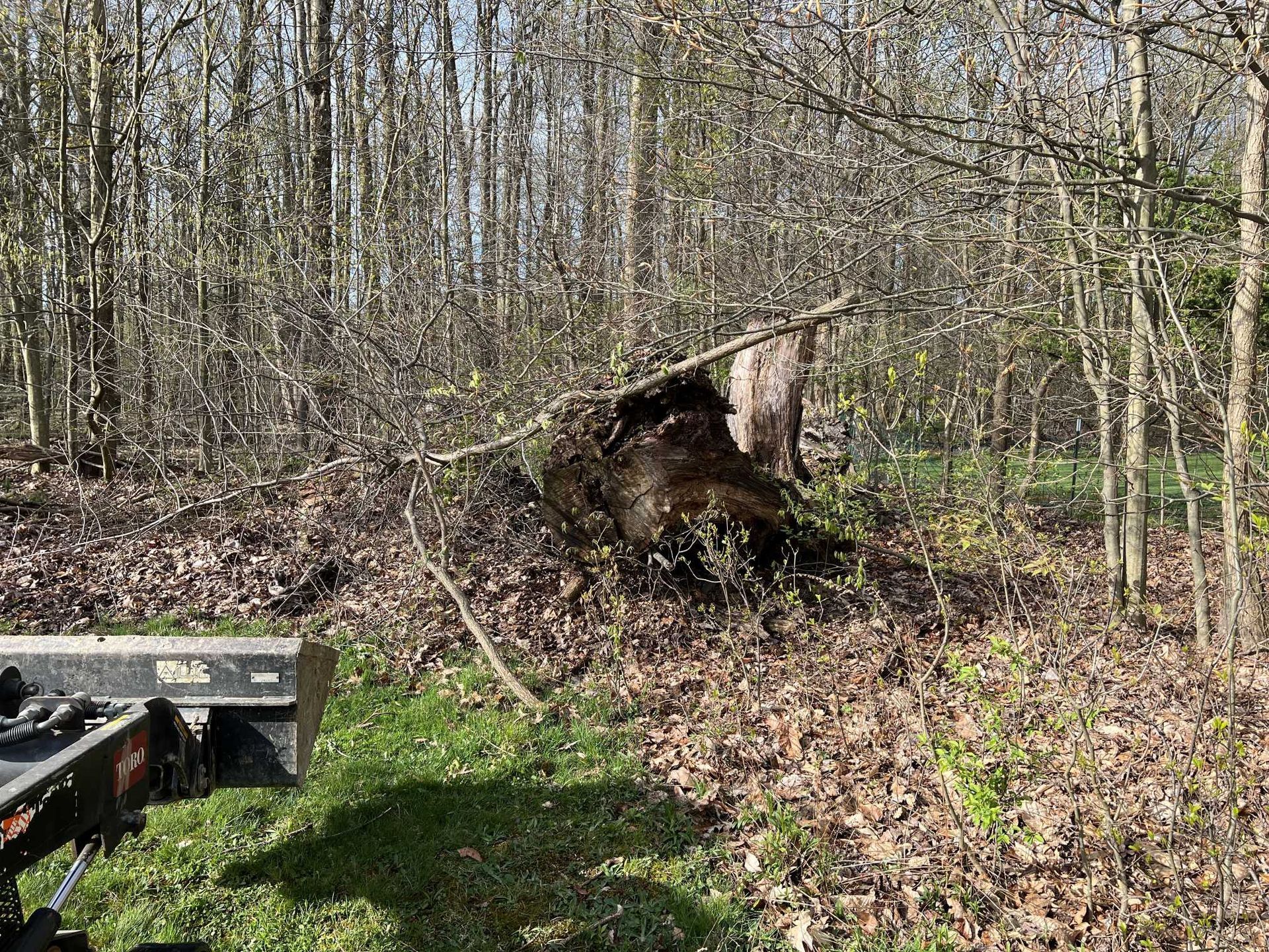 A tree stump is laying on the ground in the middle of a forest.
