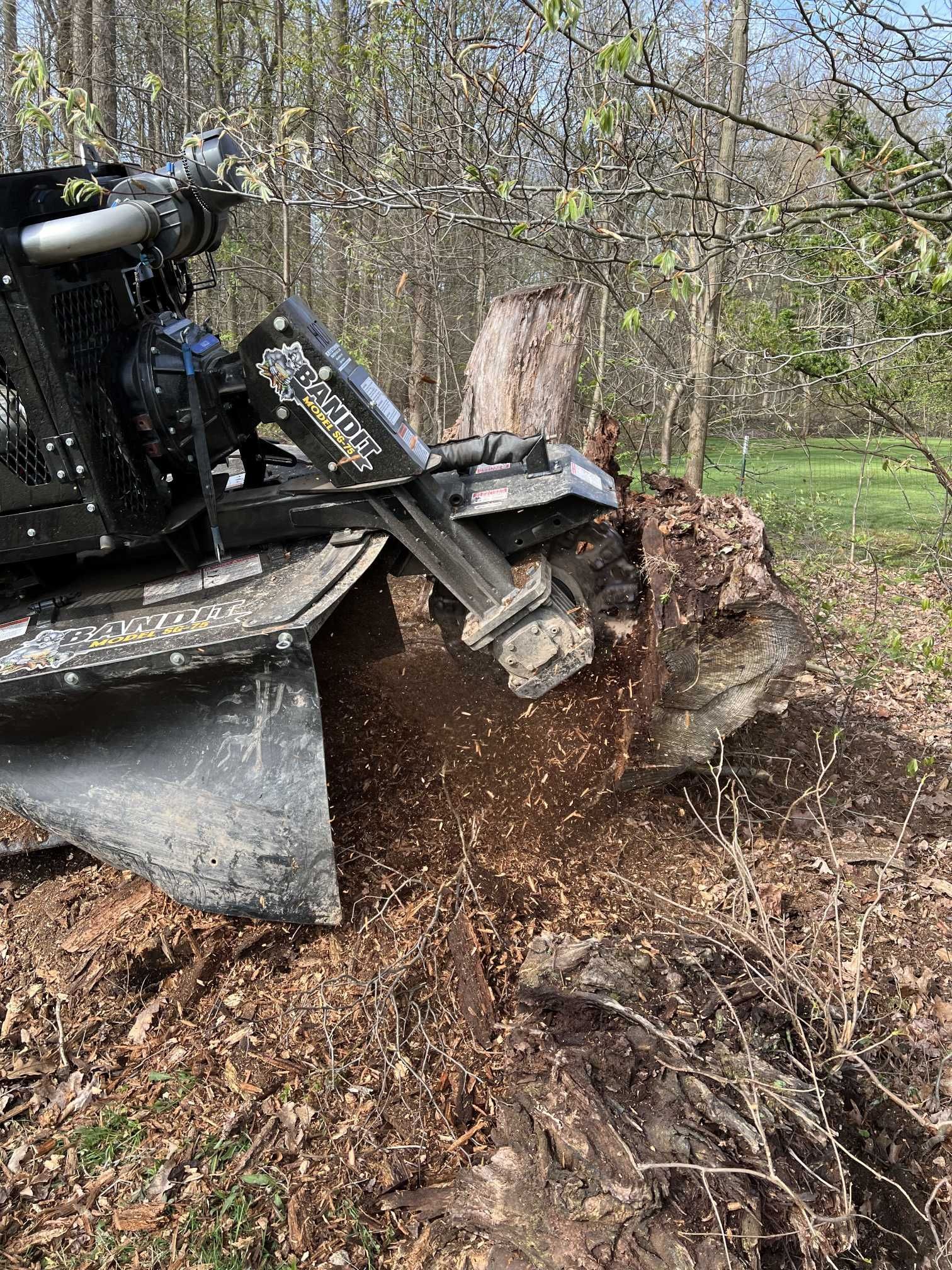 A stump grinder is cutting a tree stump in the woods.