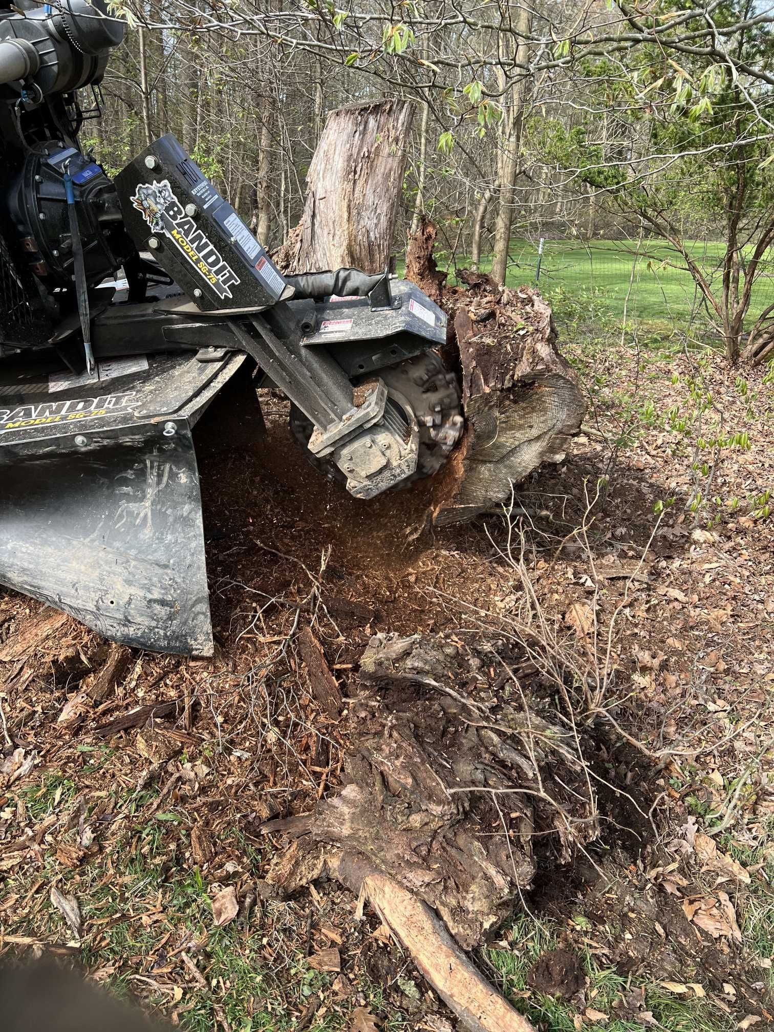 A stump grinder is cutting a tree stump in the woods.