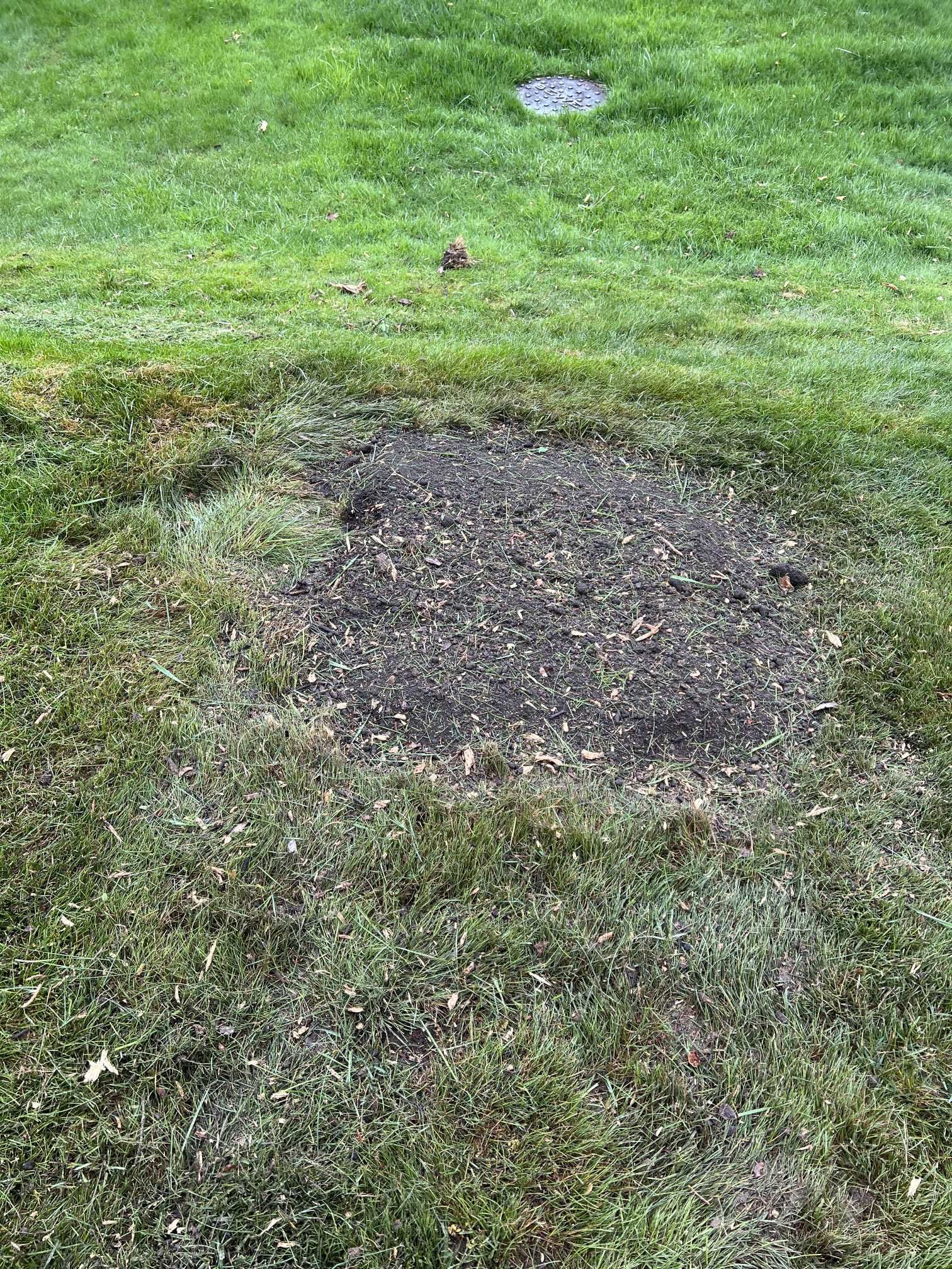 There is a hole in the grass that looks like a hole in the ground.