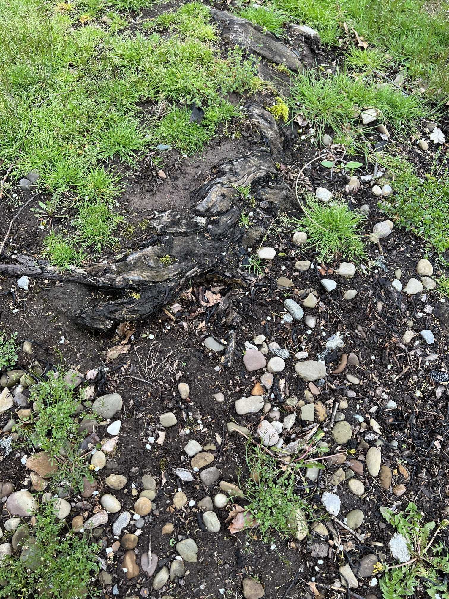 A close up of a rocky area with grass and dirt.