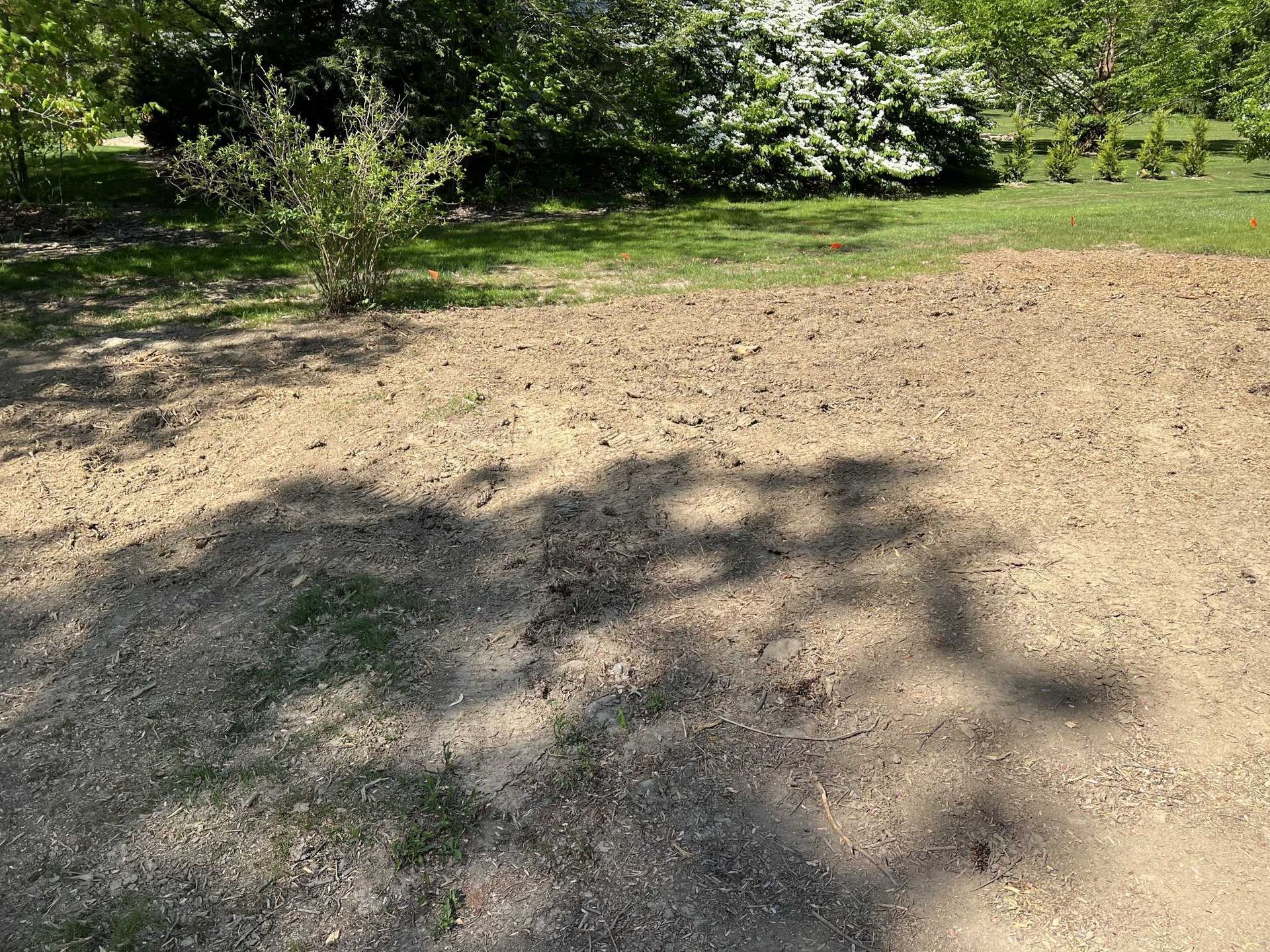 A dirt field with trees in the background and a shadow of a tree on the ground.