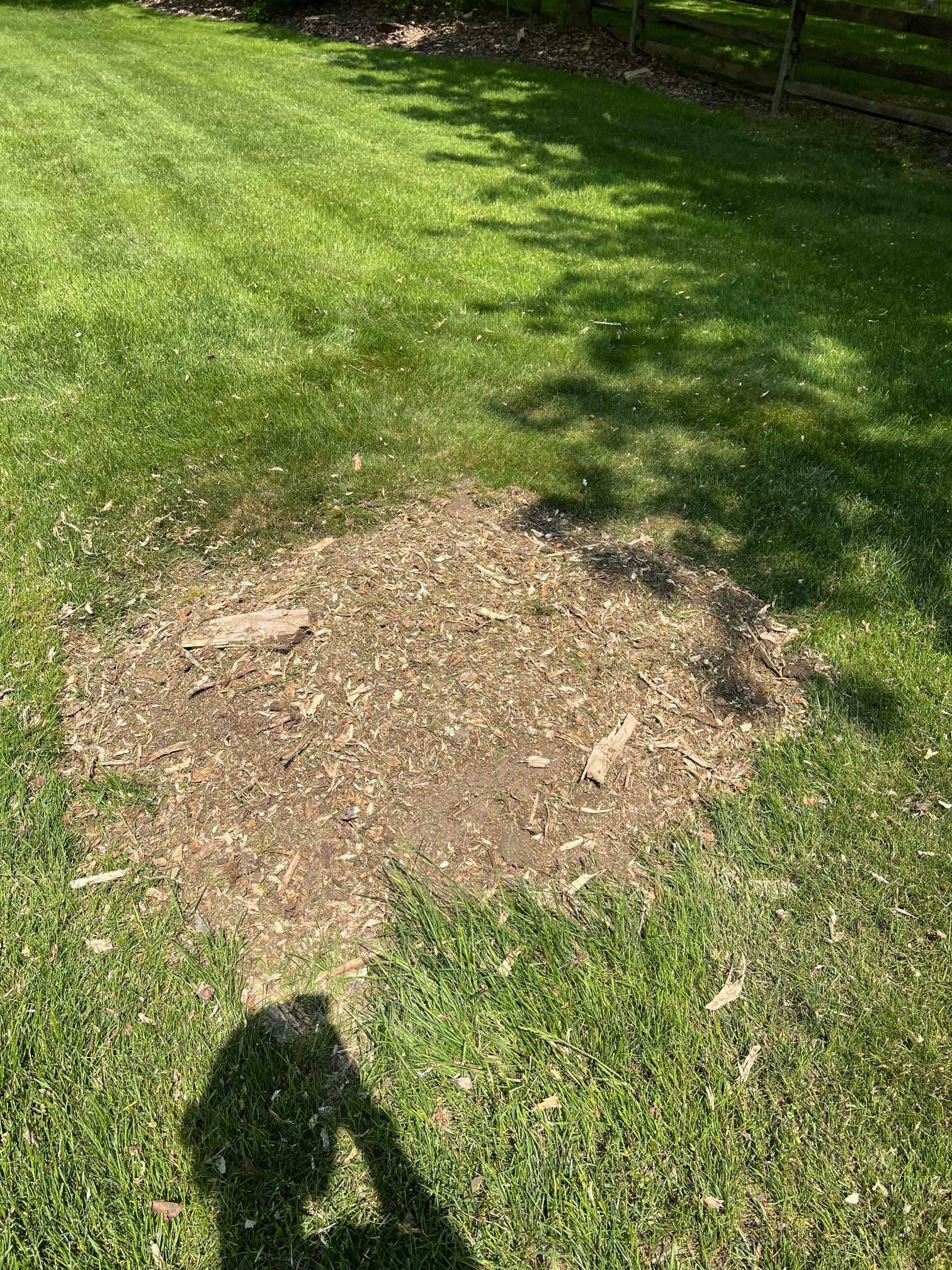 A shadow of a person is cast on a lush green lawn.