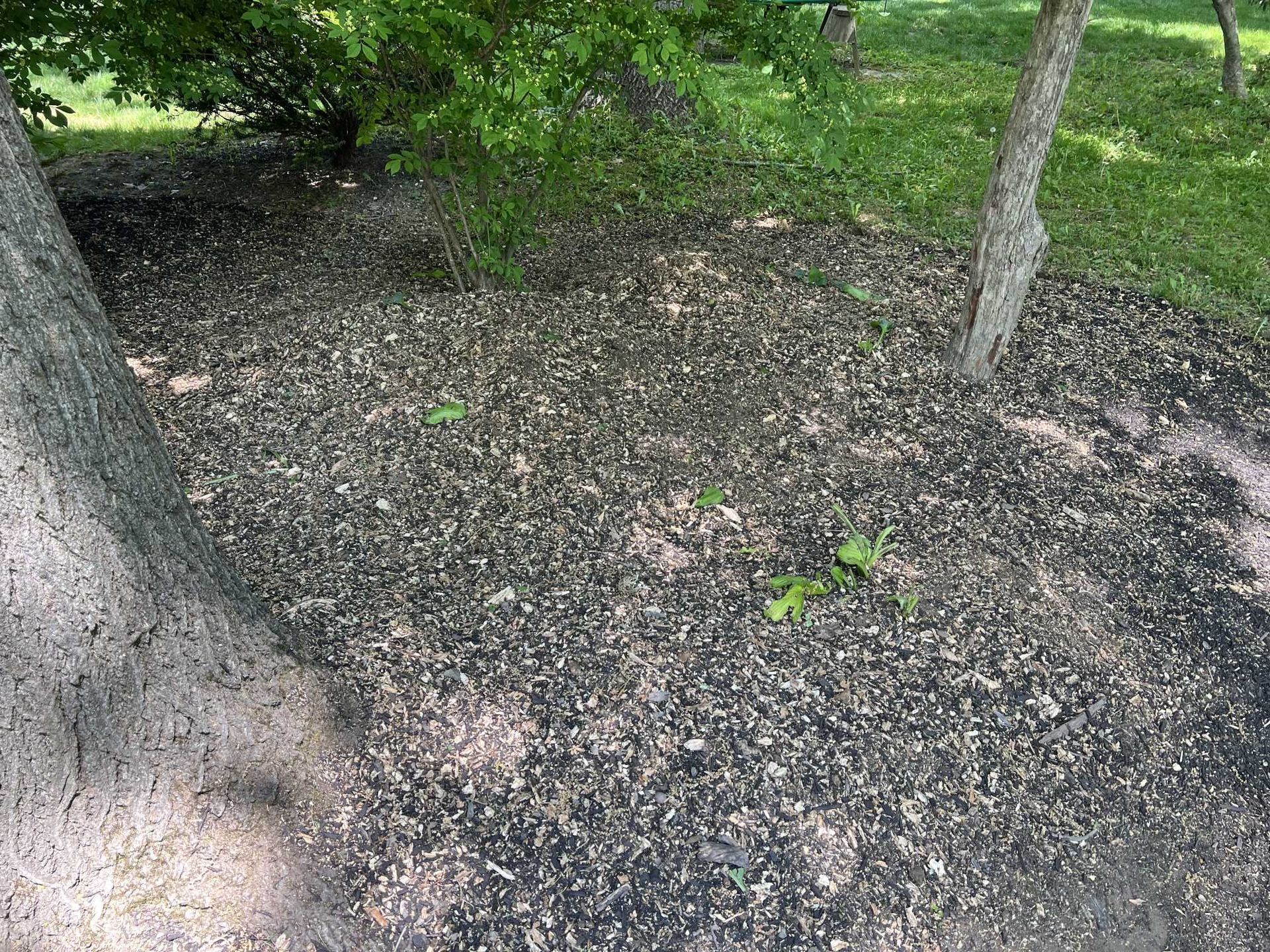 A tree trunk in a park with a lot of leaves on the ground.