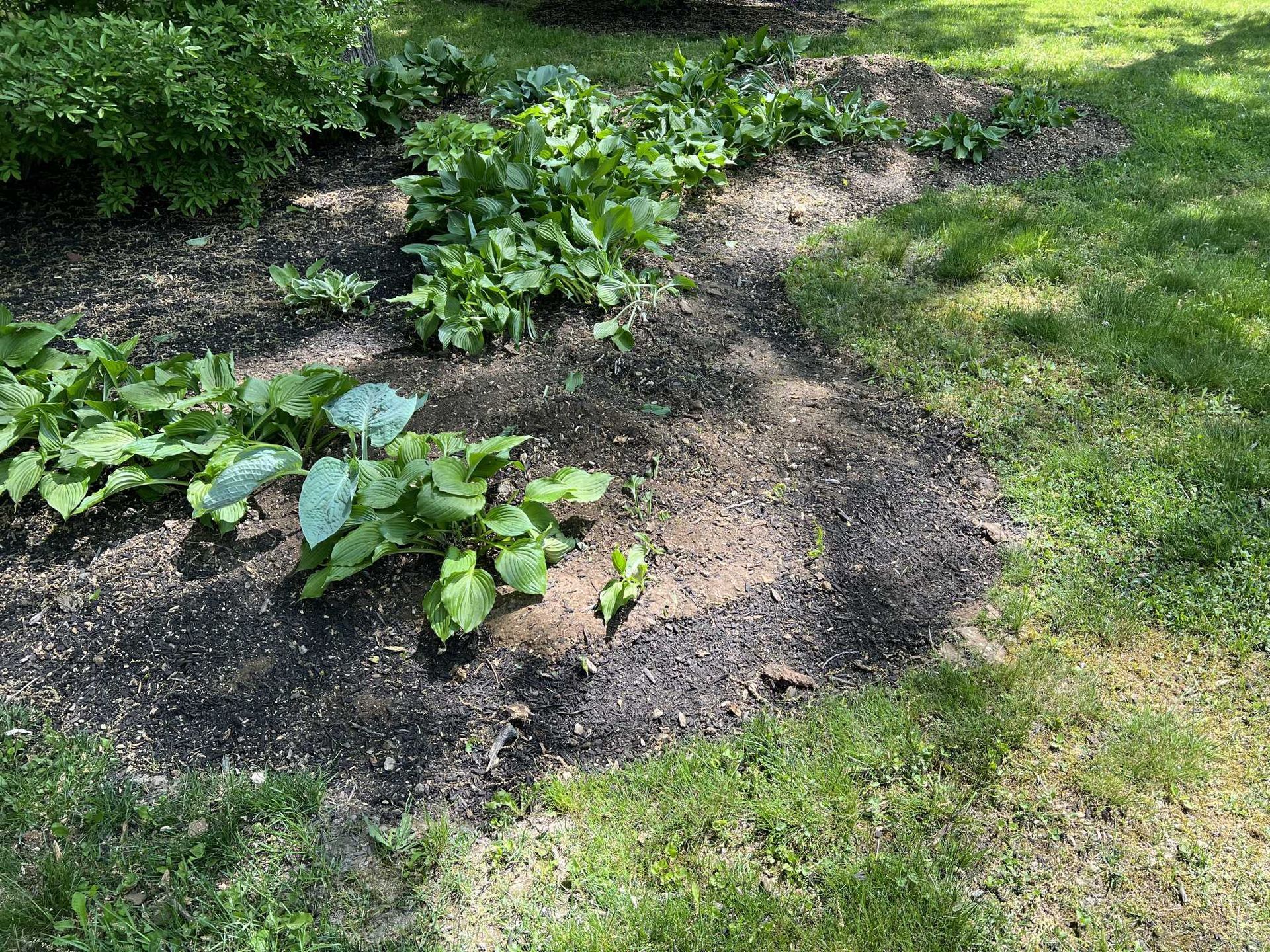 A lawn with a lot of plants growing out of the ground.