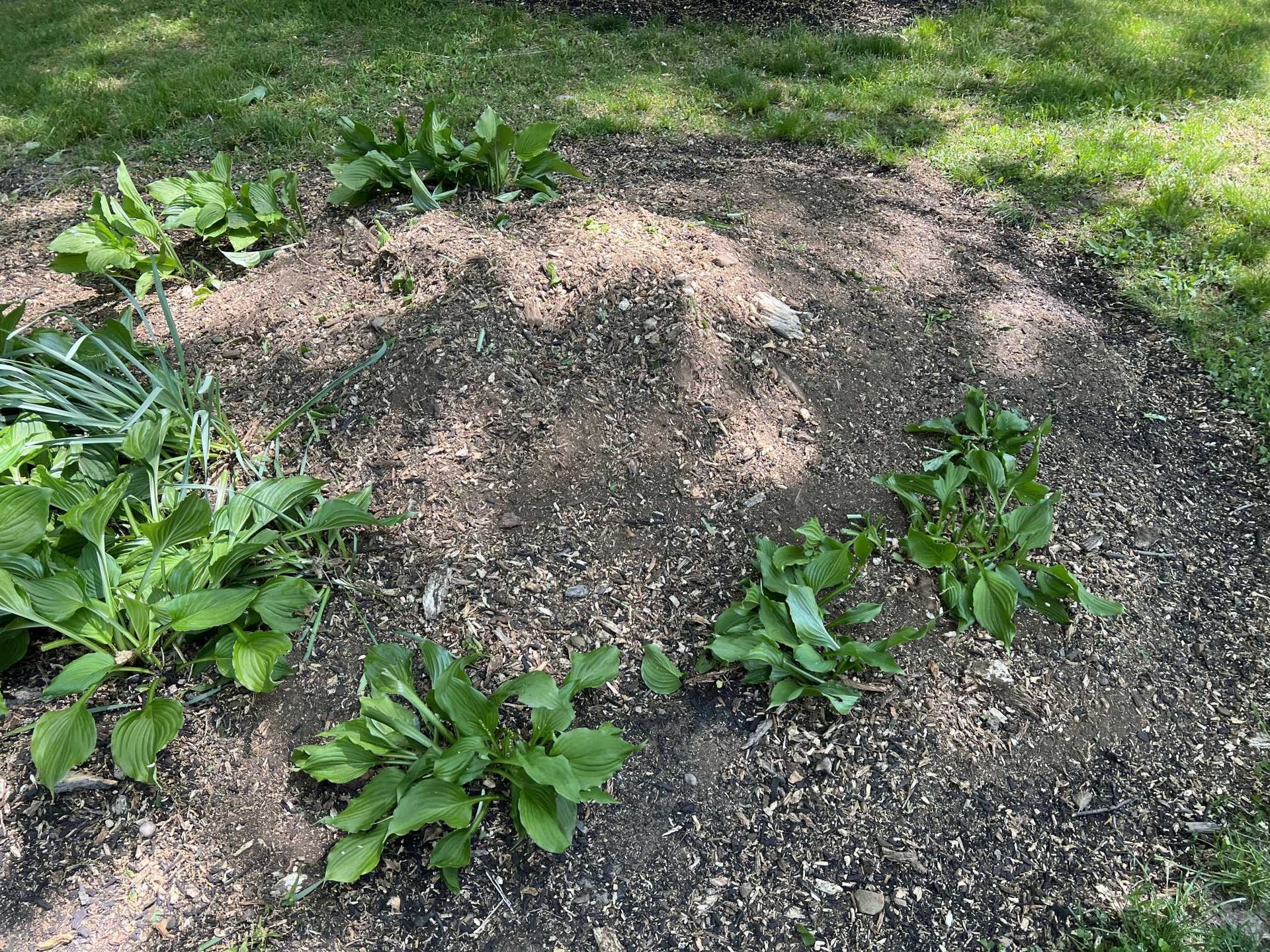 A bunch of plants are growing out of the ground in a garden.