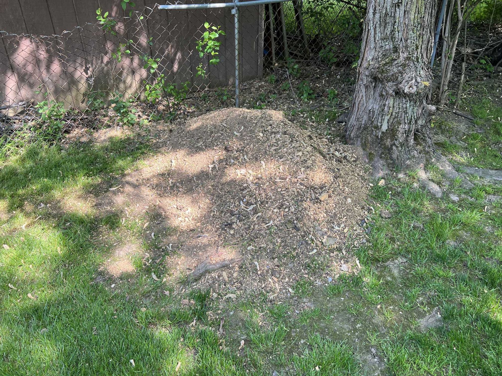 A pile of wood chips is sitting in the grass next to a tree.
