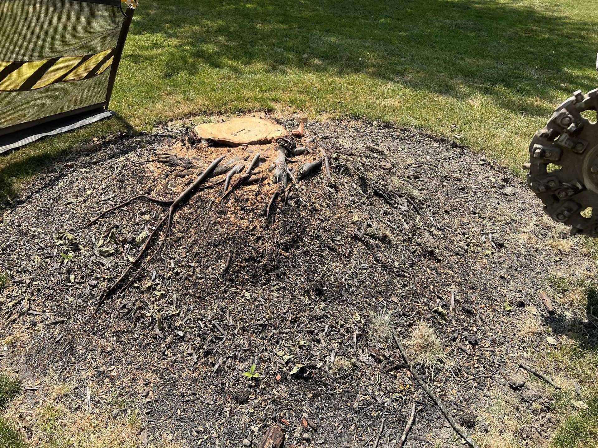 A tree stump is sitting in the middle of a lush green field.