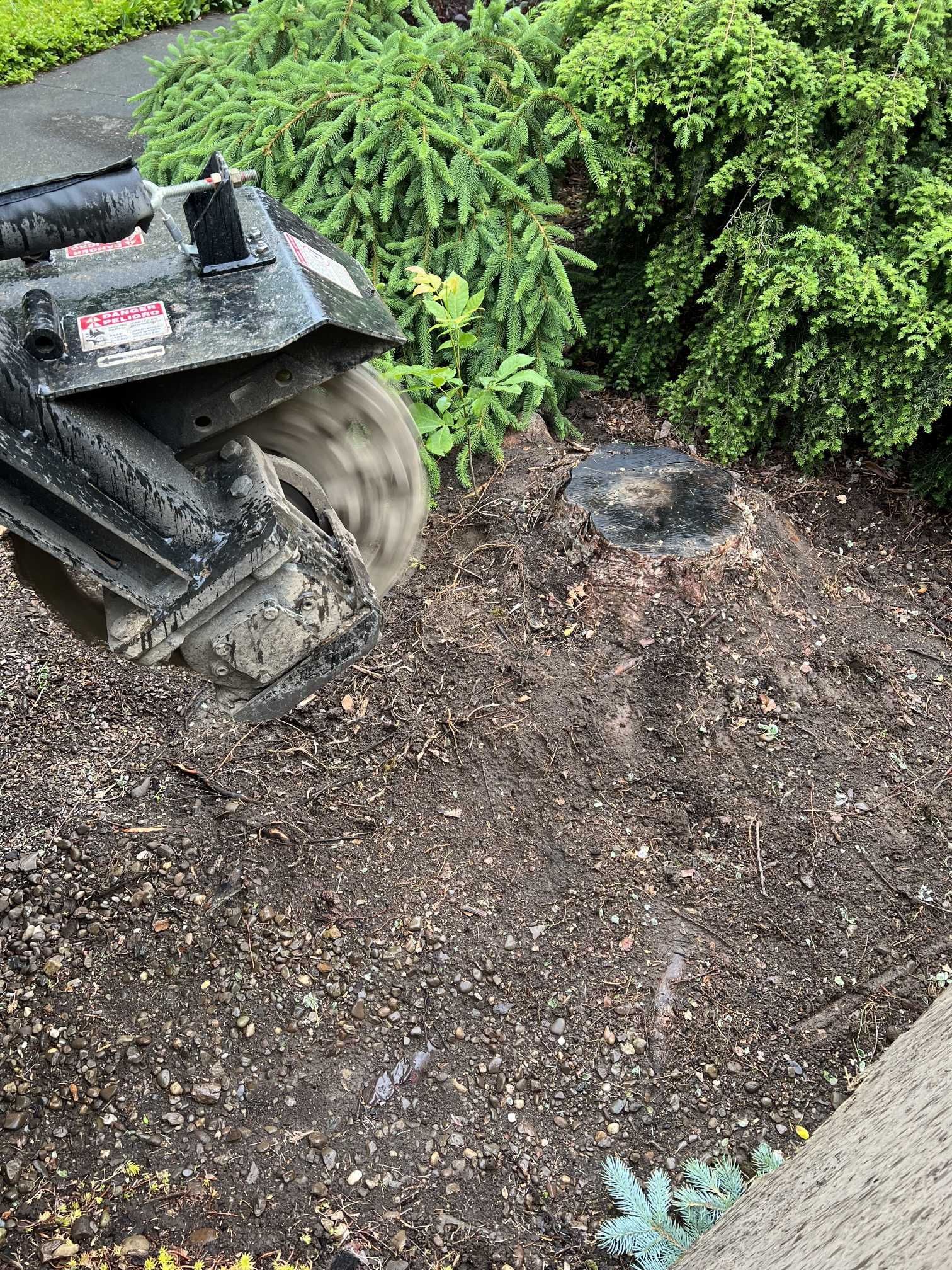 A machine is cutting a tree stump in the ground.