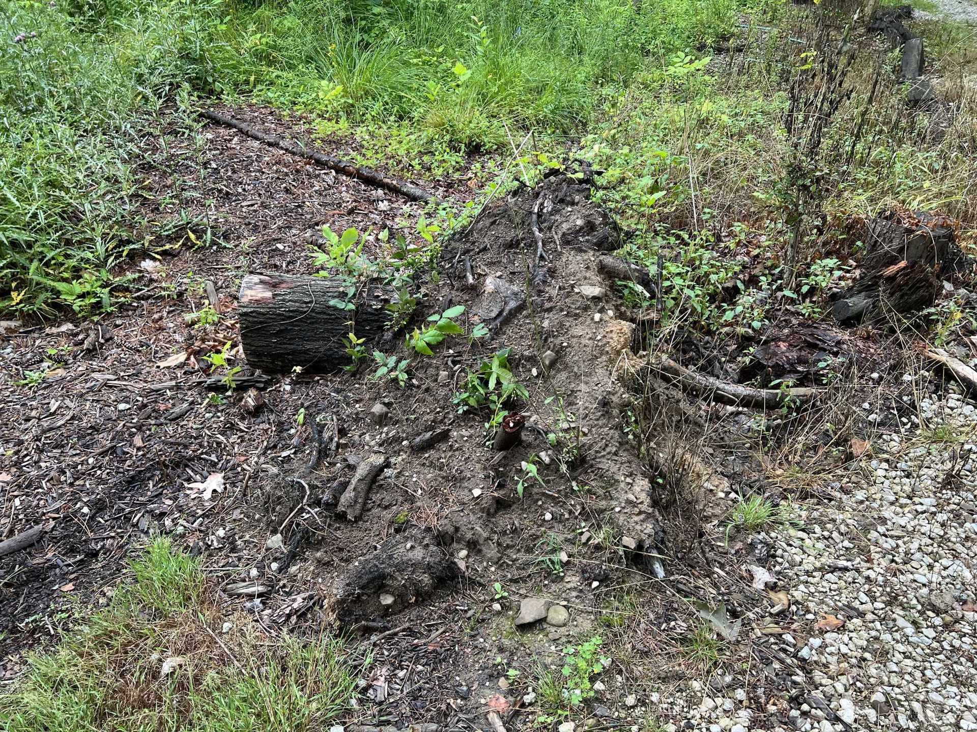 A large tree stump is sitting in the middle of a grassy field.