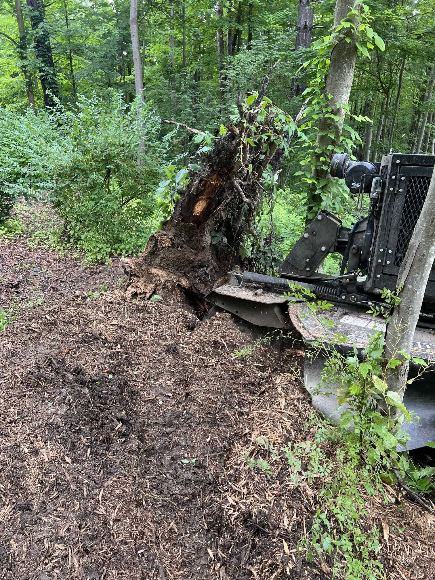 A tree stump is being removed by a machine in the woods.