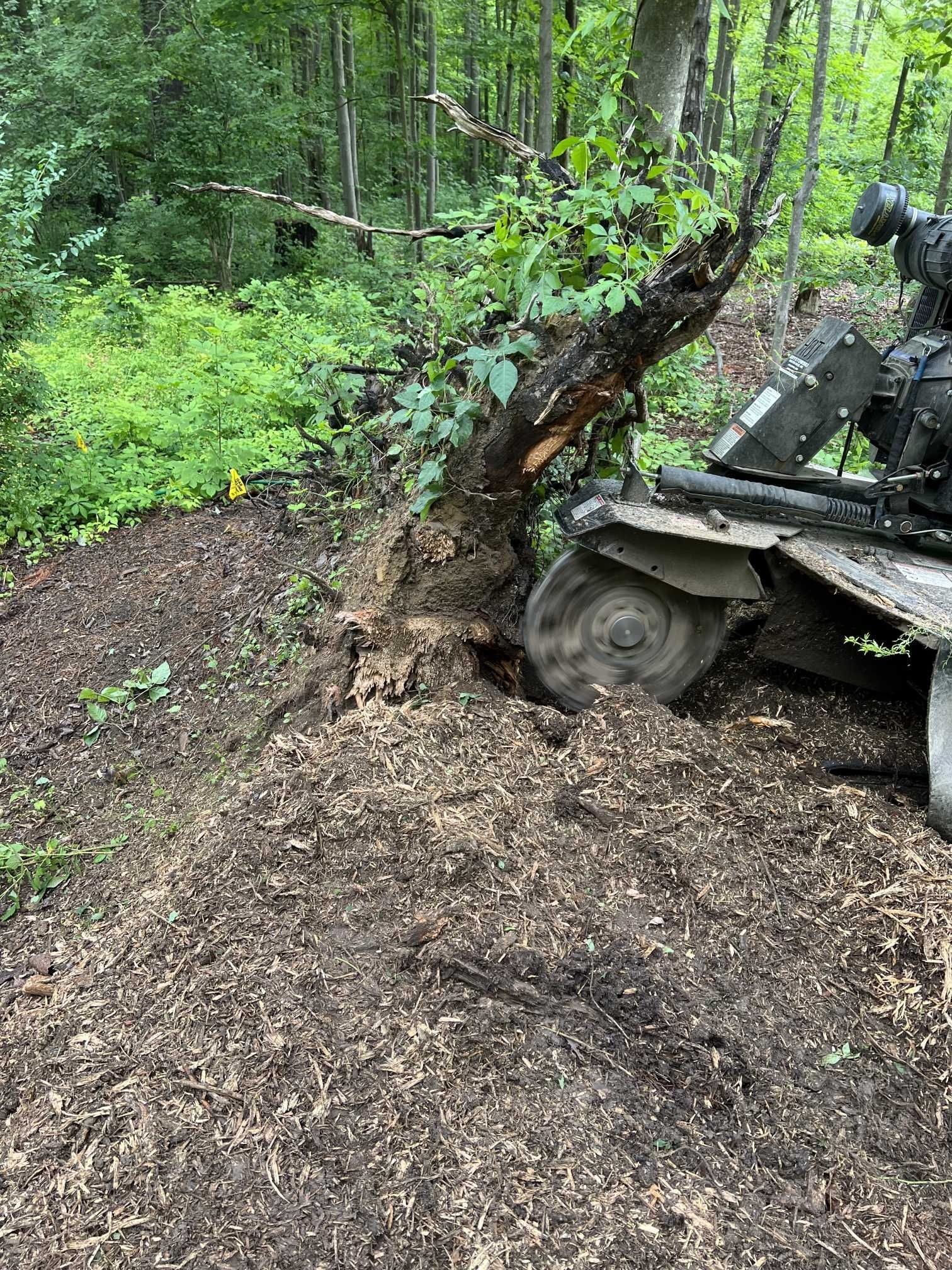 A tractor is stump grinding a tree in the woods.