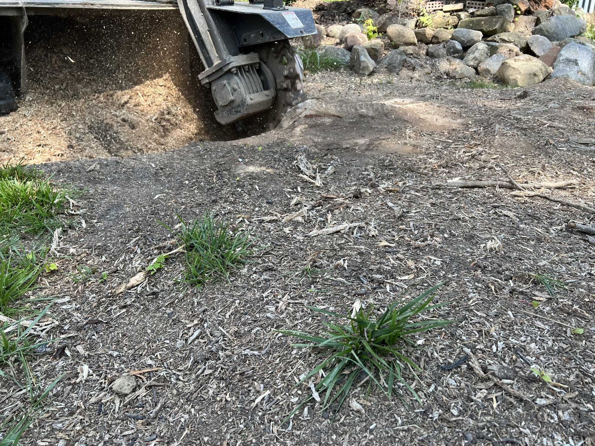 A stump grinder is being used to remove a tree stump.