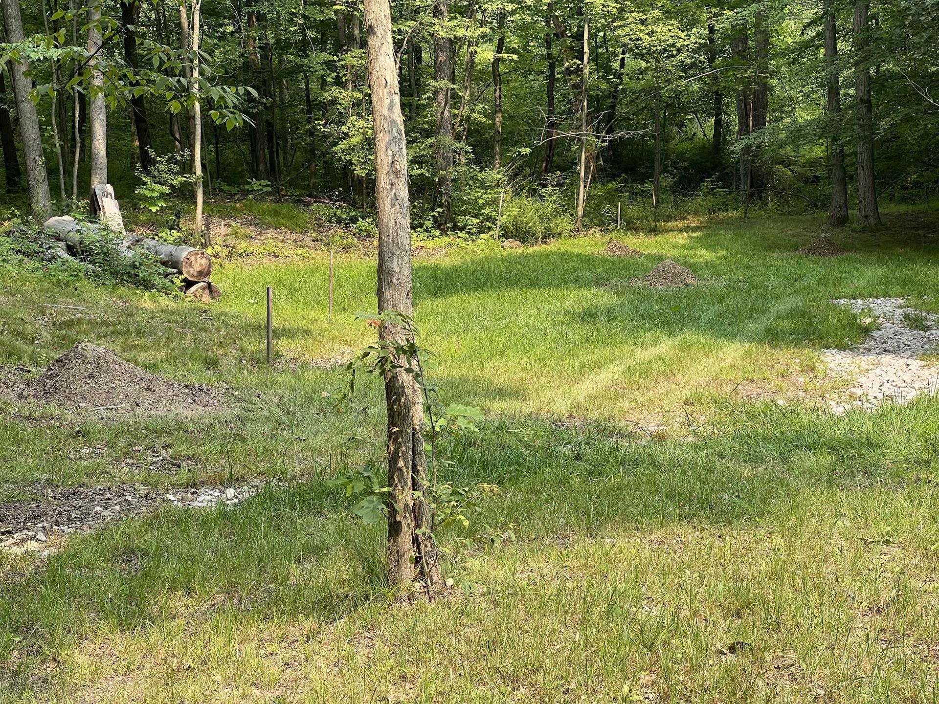 A grassy area in the middle of a forest with trees in the background.