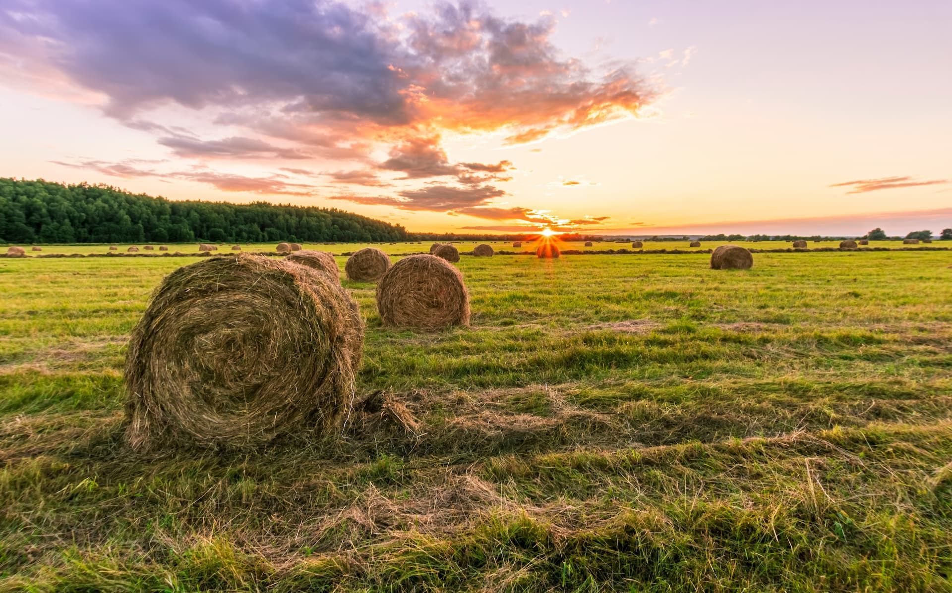 Round hay bales in a grassy field, under a sunset sky.