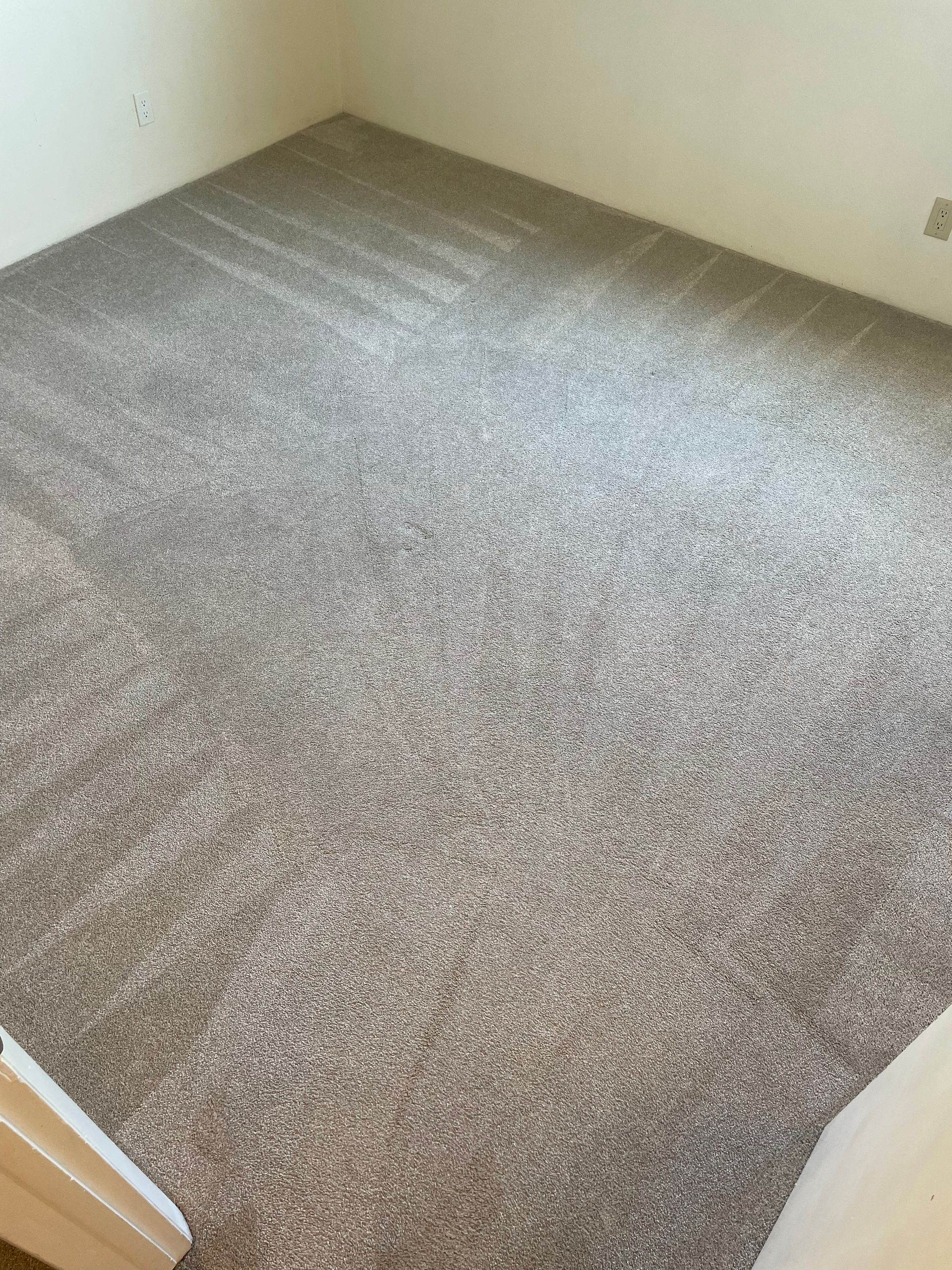 carpet cleaning services denver