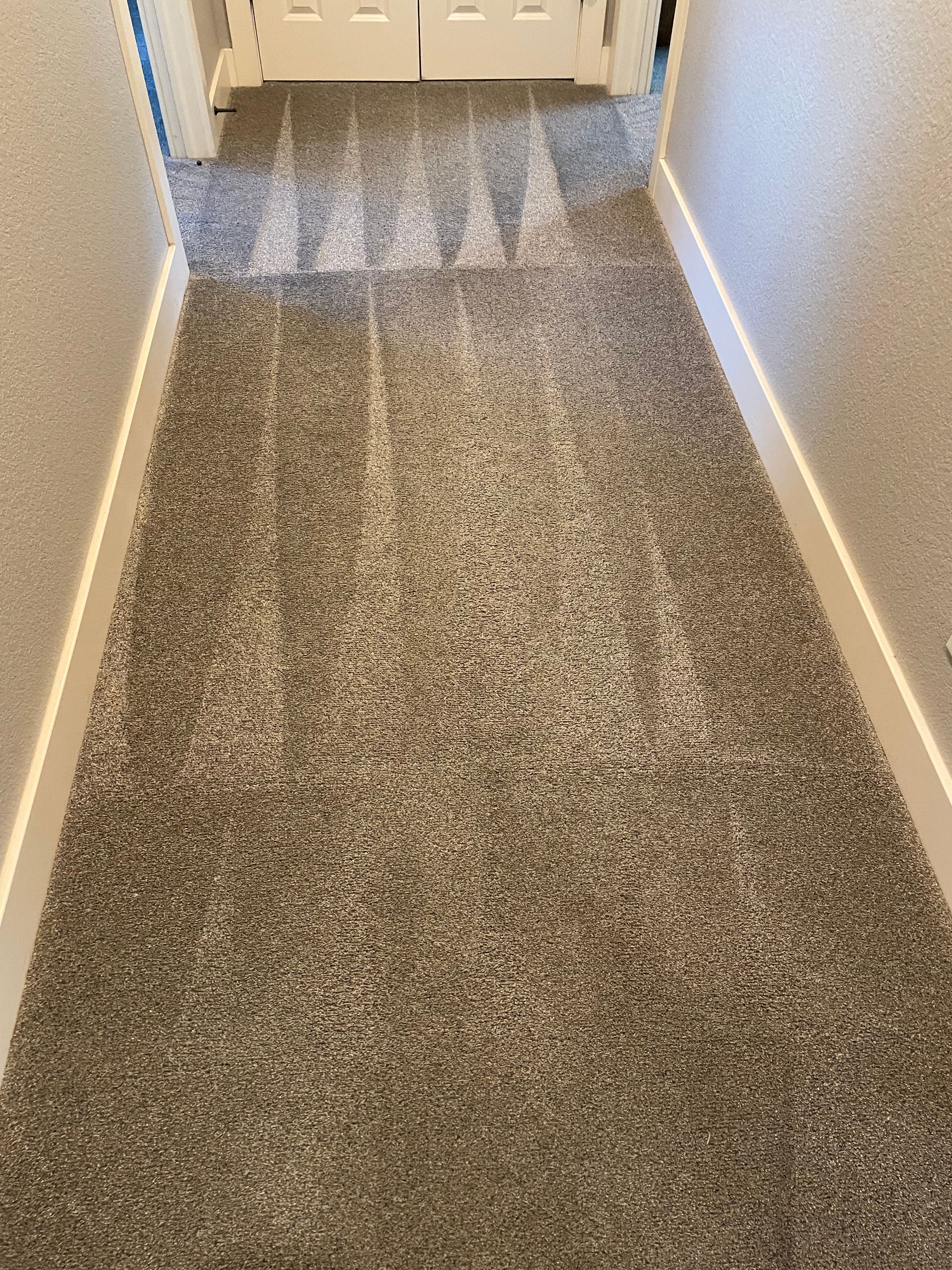 carpet cleaning services denver