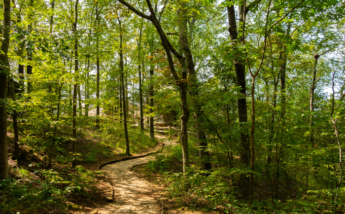 A view of a path on trail, surrounded by green vegetation and tall brown trees.