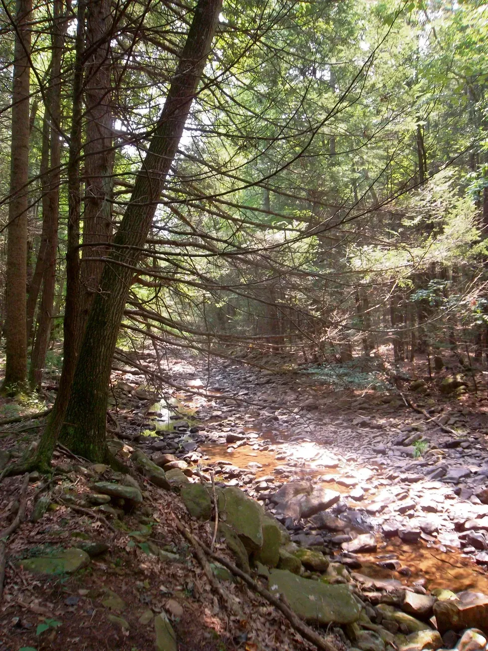 wooded rocky creek