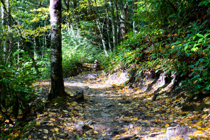 An empty trail with yellow leaves on the ground, green vegetation, and brown trees surround it.