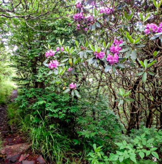 Pink flowers surrounded by green vegetation and brown vines, alongside a trail.