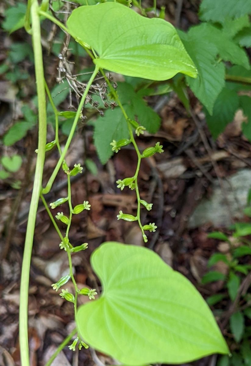 What's that Flower?