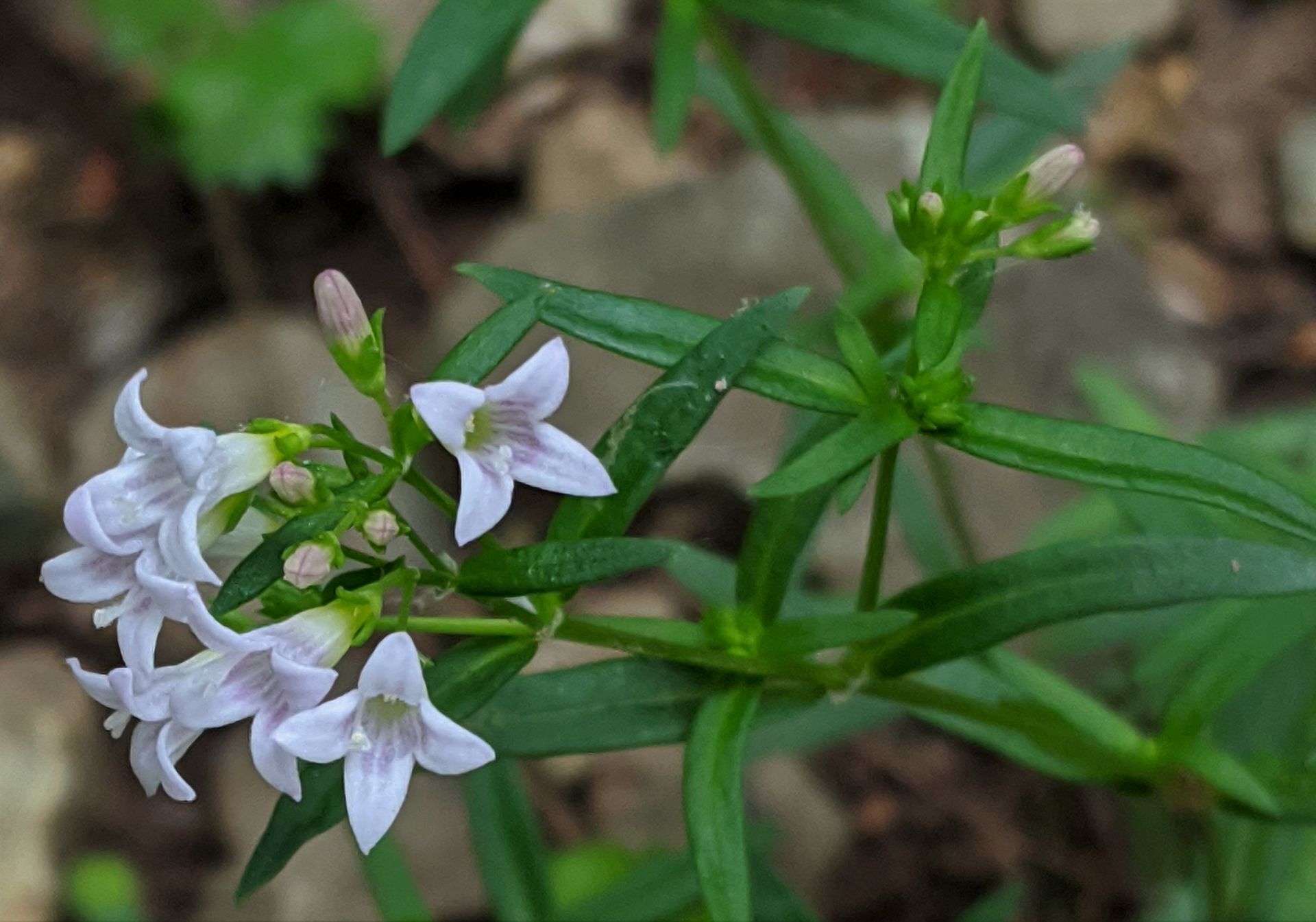 What's that Flower?