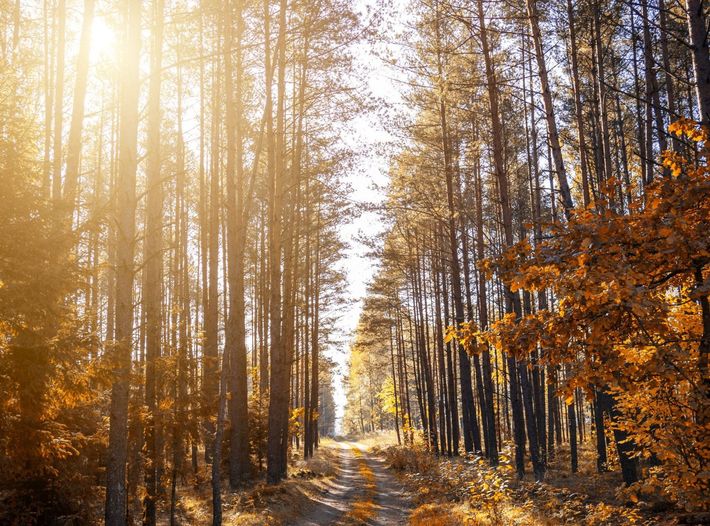 The sun is shining through the trees in the forest.