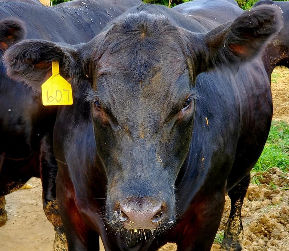 A to Z Acres, Waynesville, Ohio