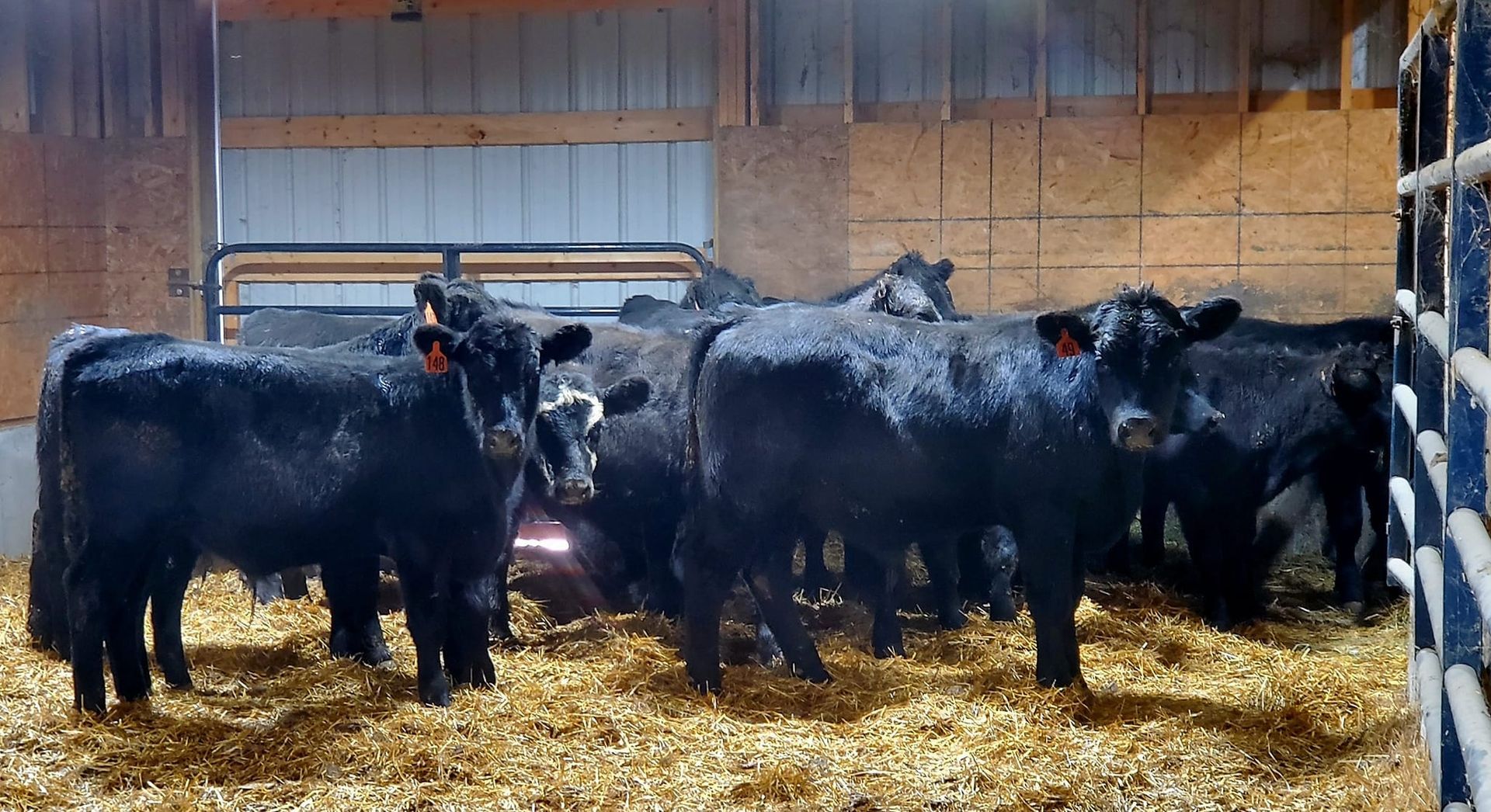 Cattle at A to Z Acres