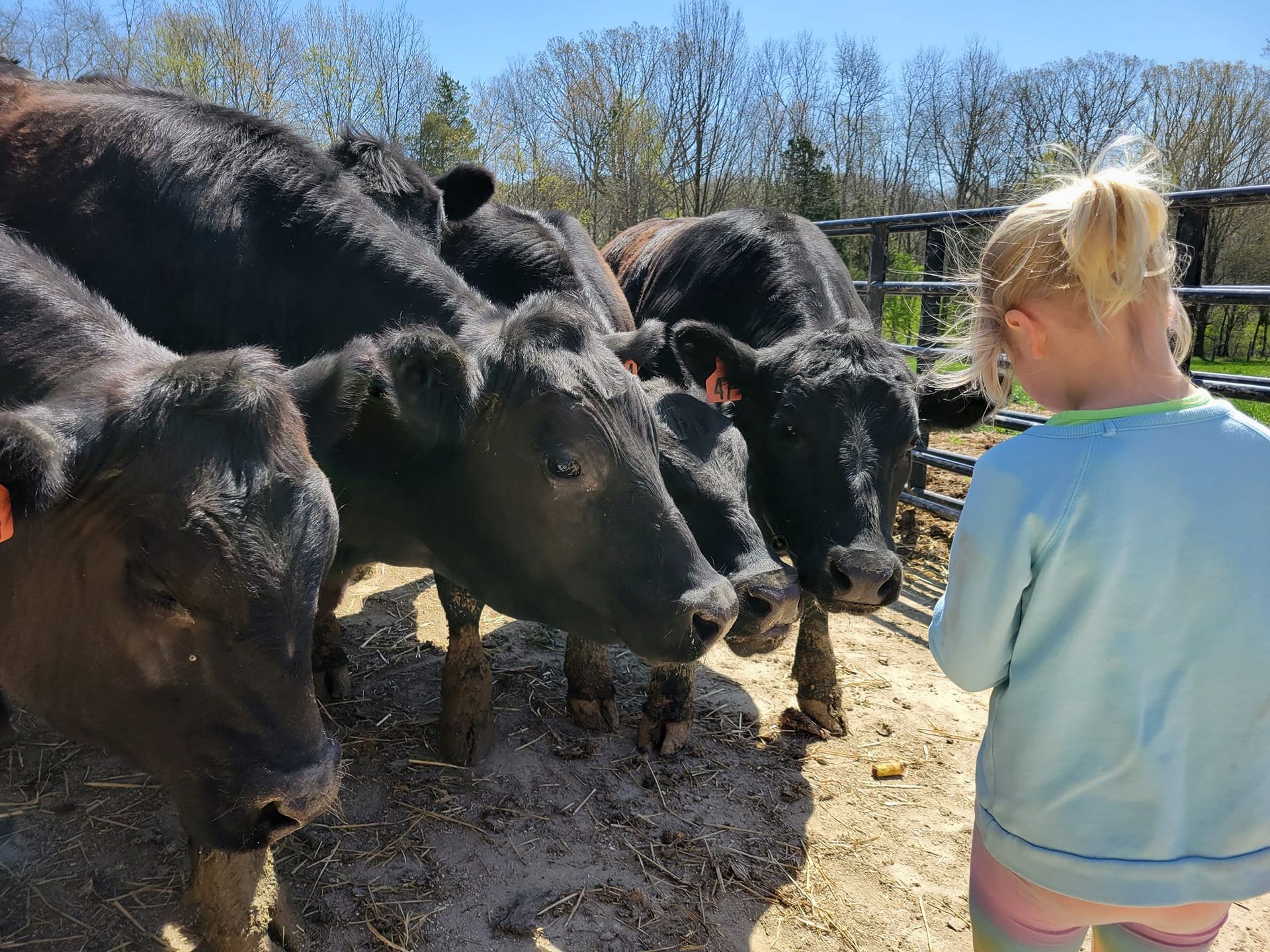 Calves in Waynesville, Ohio