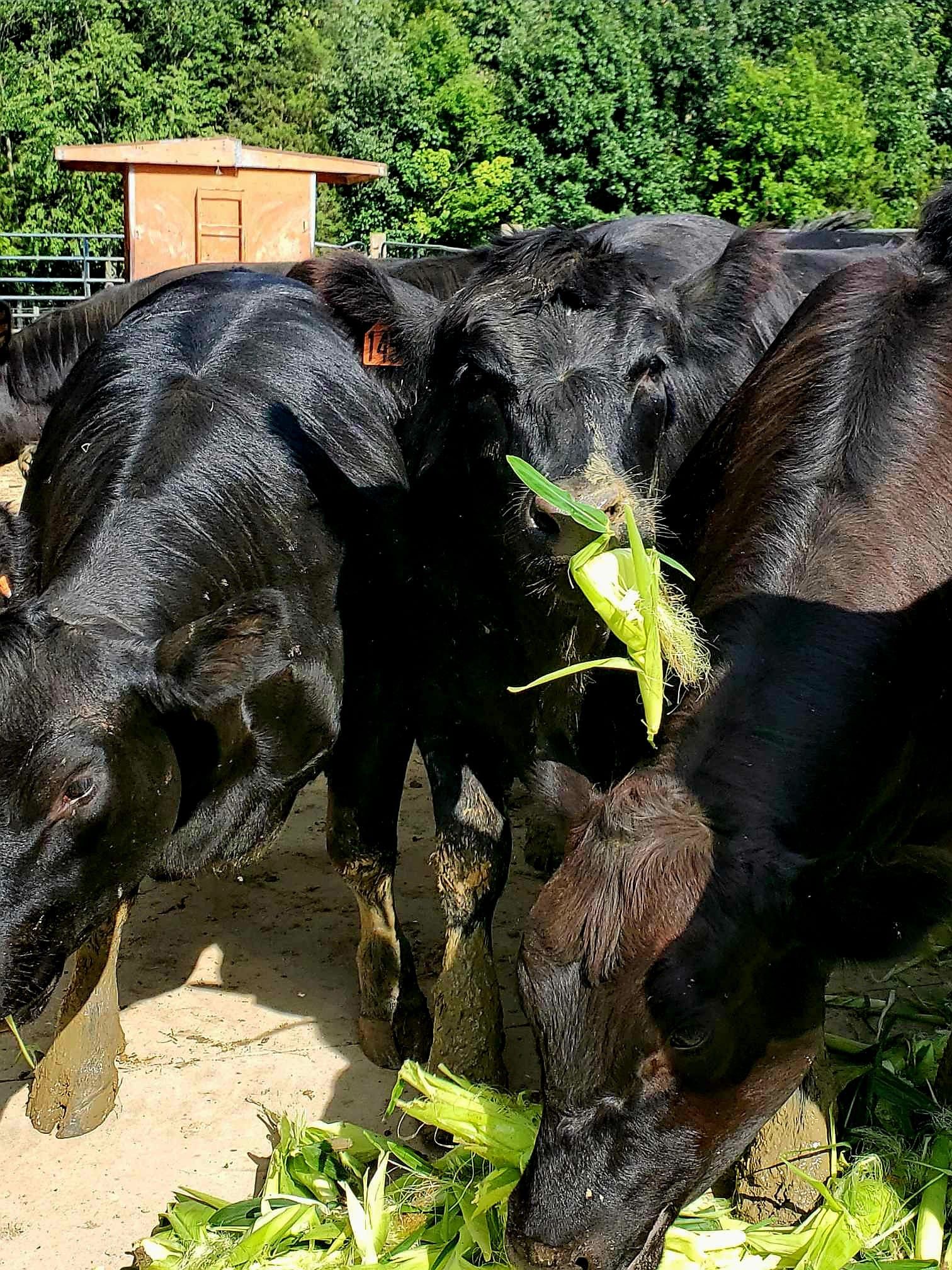Calves at A to Z Acres in Waynesville, Ohio
