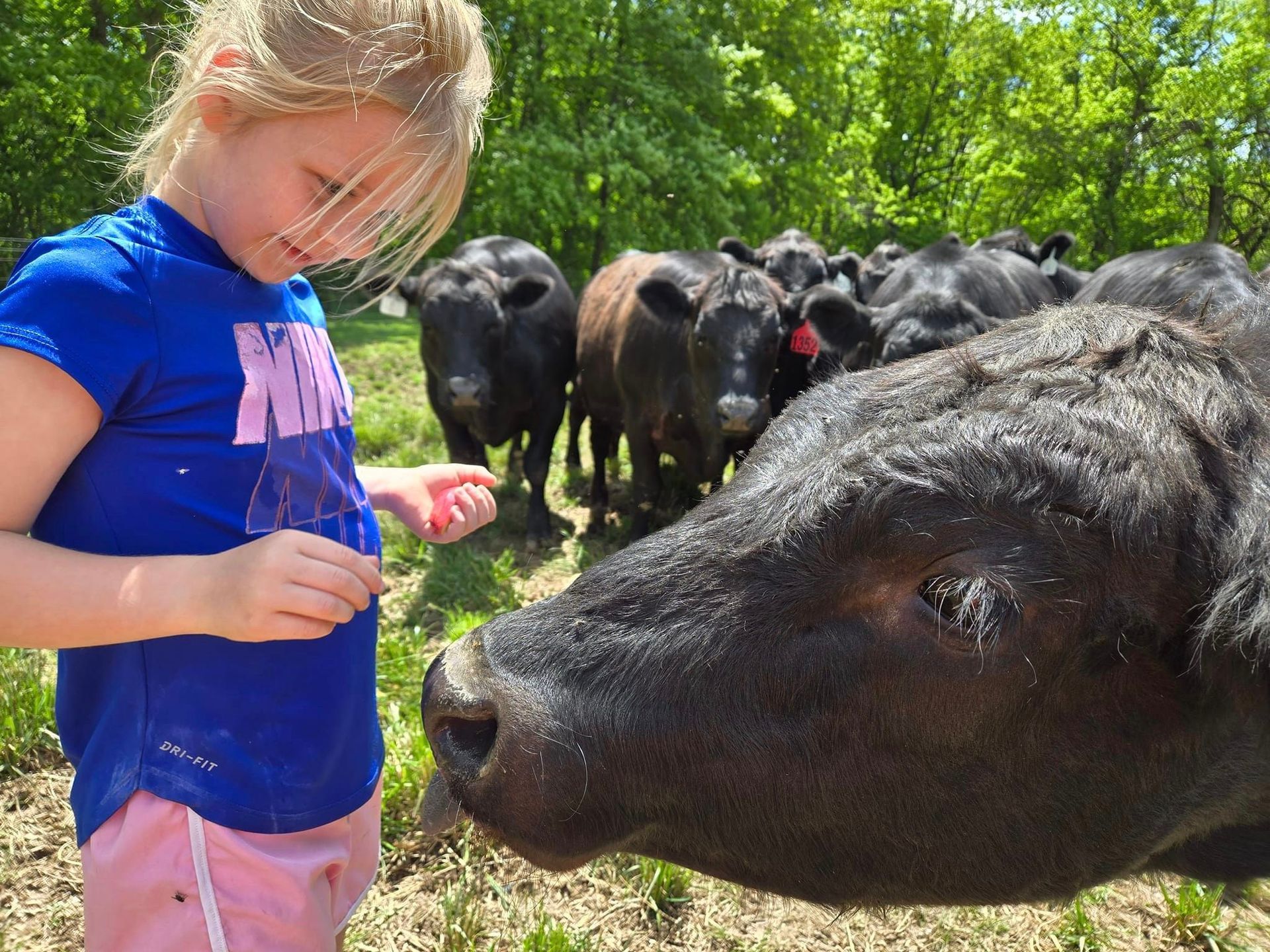 Abby with the calves