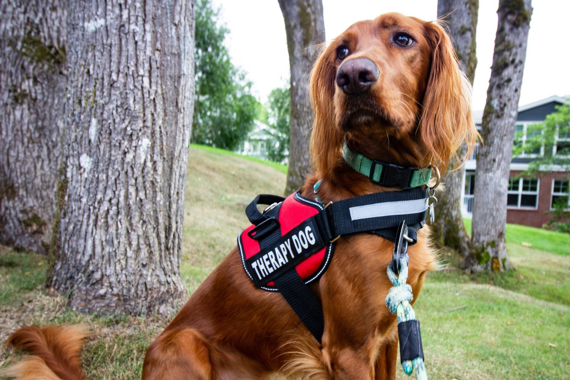 A brown dog wearing a therapy dog harness is sitting next to a tree.