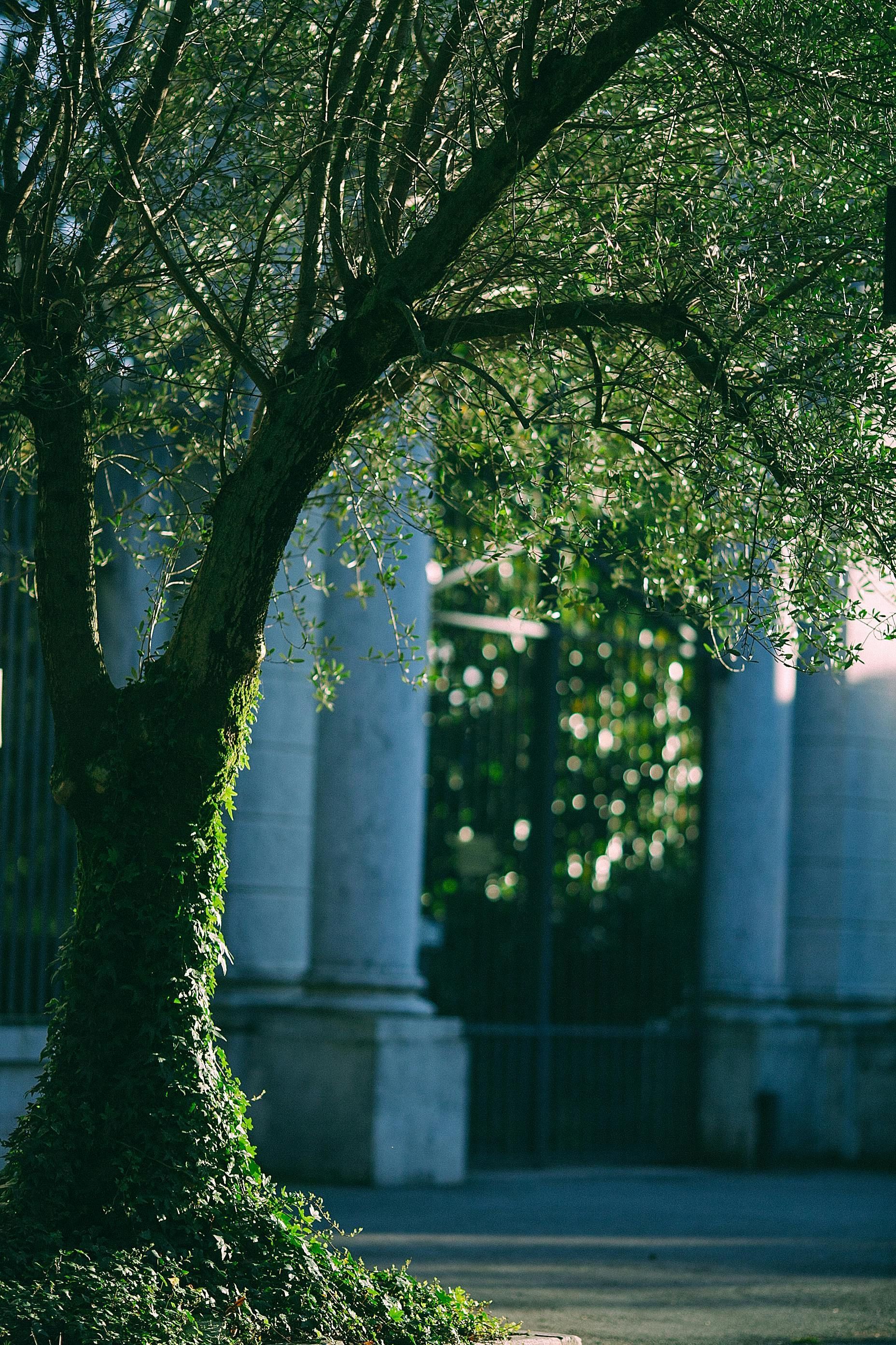 A tree in front of a building with columns