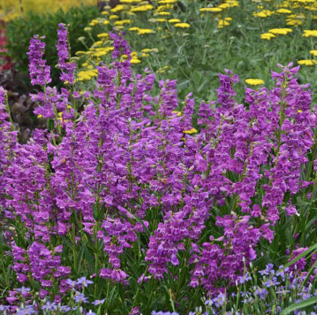 Purple Beardtongue Plate in a CNY garden 