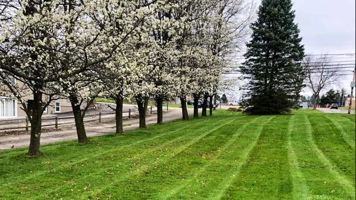 A manicured lawn with neatly striped grass, flanked by a row of blooming white trees and a tall, dark green evergreen.